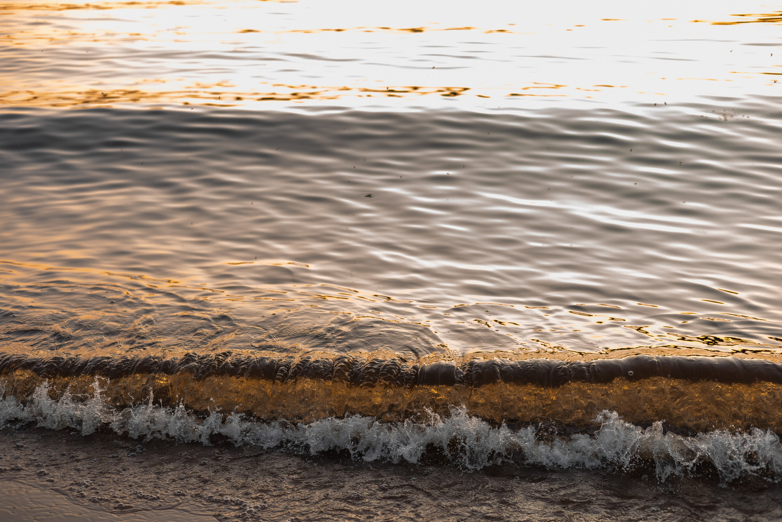 Александр, Катюша и Ендейк. Фотограф-анималист | Белград