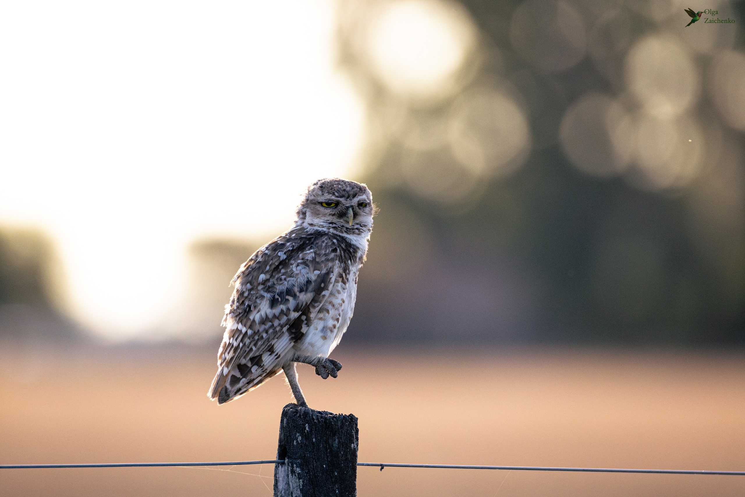 Lechucita vizcachera