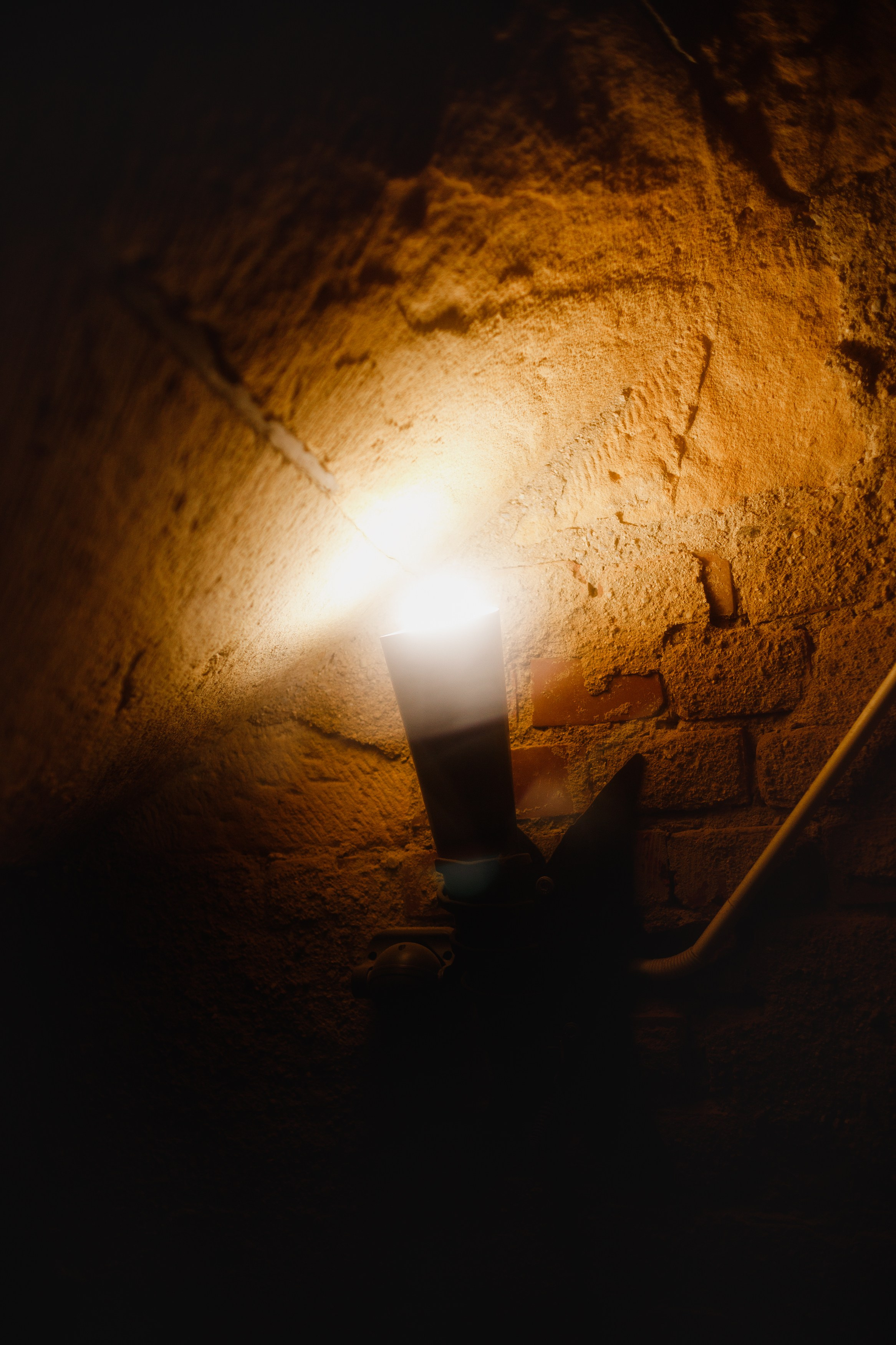 Zamek Grodziec. Kaja | fotograf psów we Wrocławiu