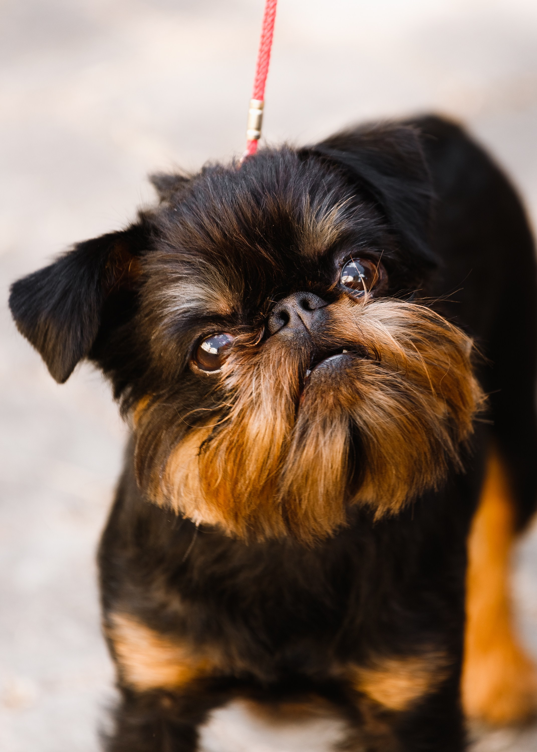 «Argus» dog show in Brest. Kaja | fotograf we Wrocławiu | ludzie i psy