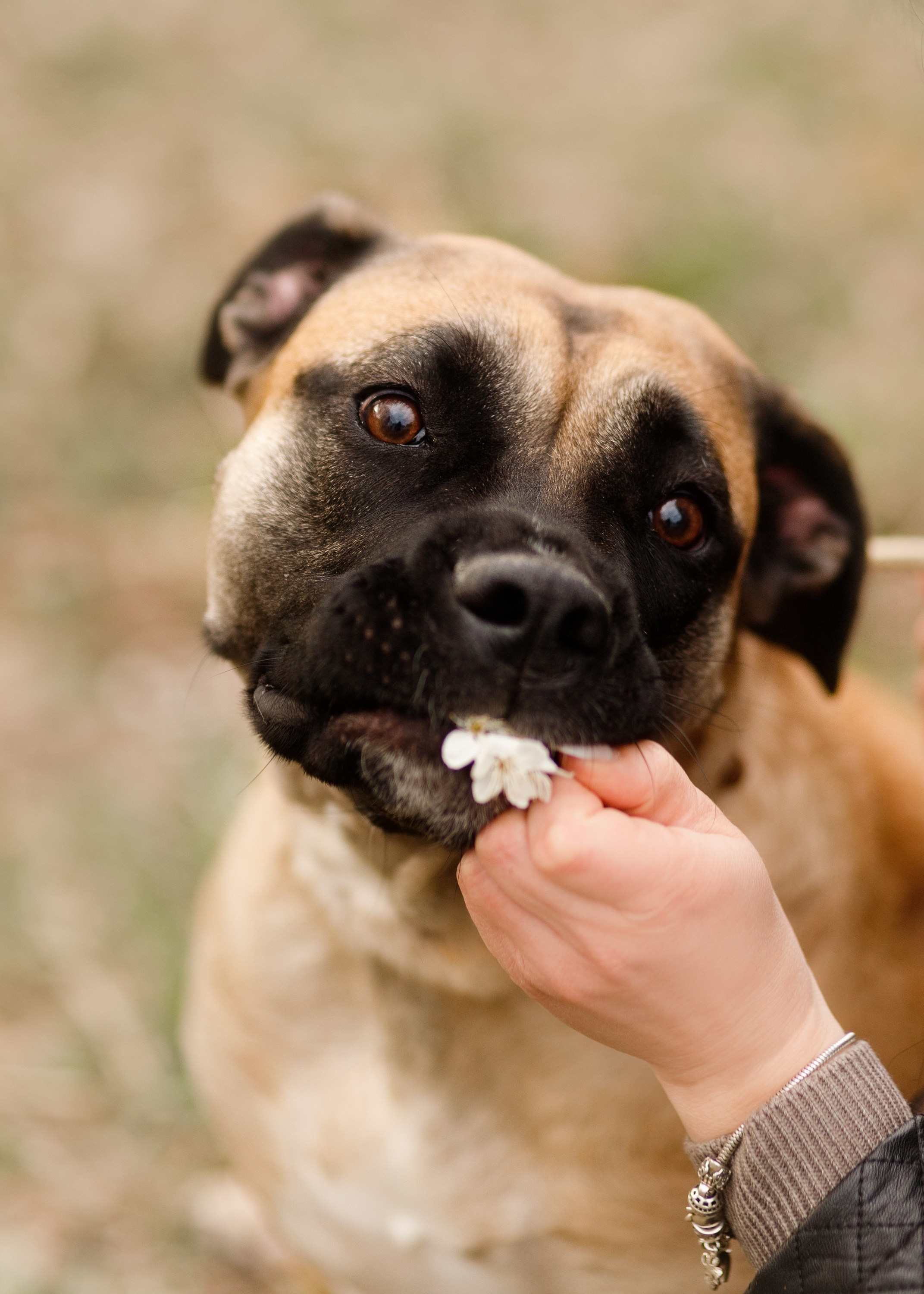 Spring ca de bou. Kaja | fotograf psów we Wrocławiu