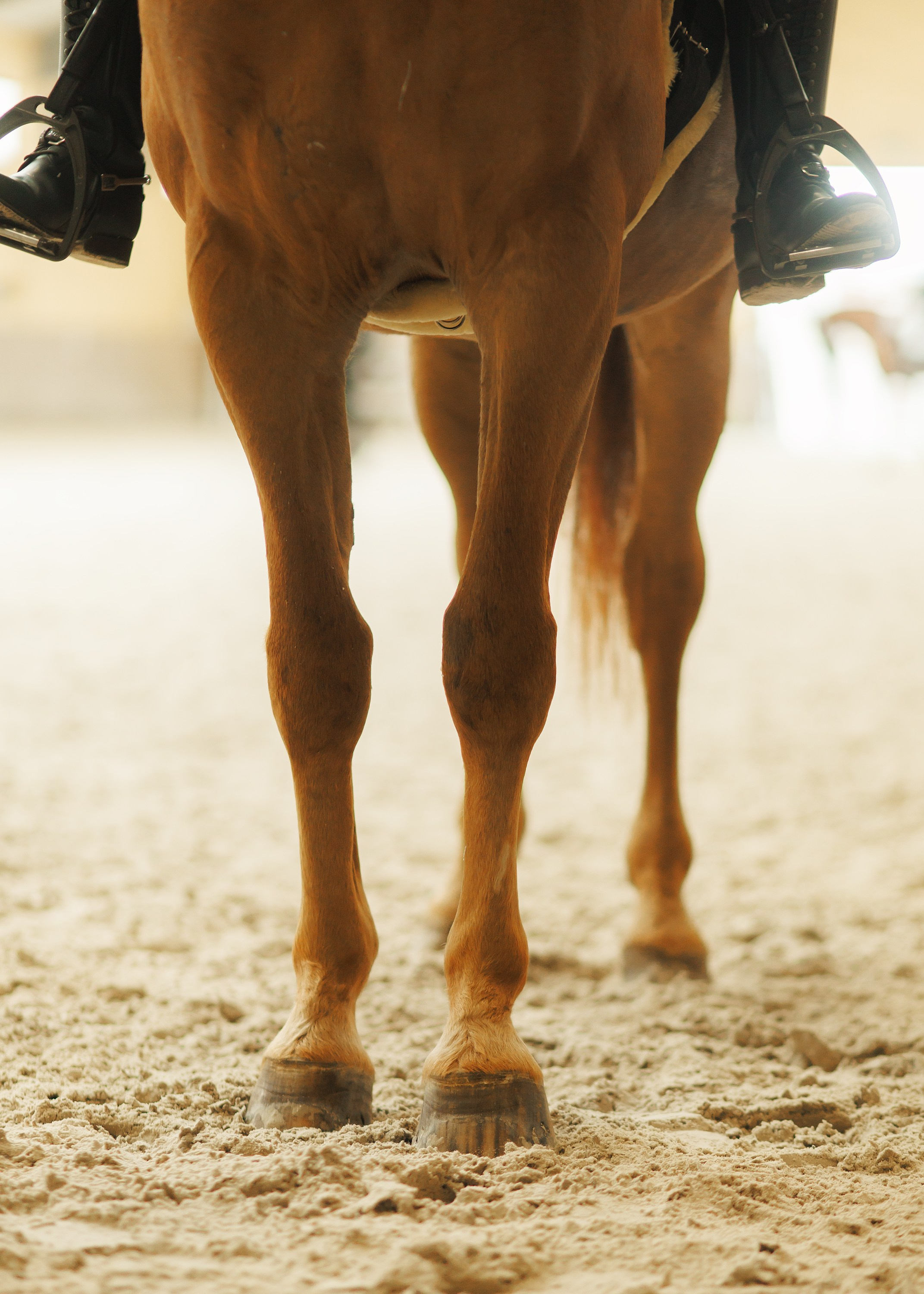 Fotografia koni Wrocław \ ujeżdżenie, Partynice. Kaja | fotograf we Wrocławiu | ludzie i psy