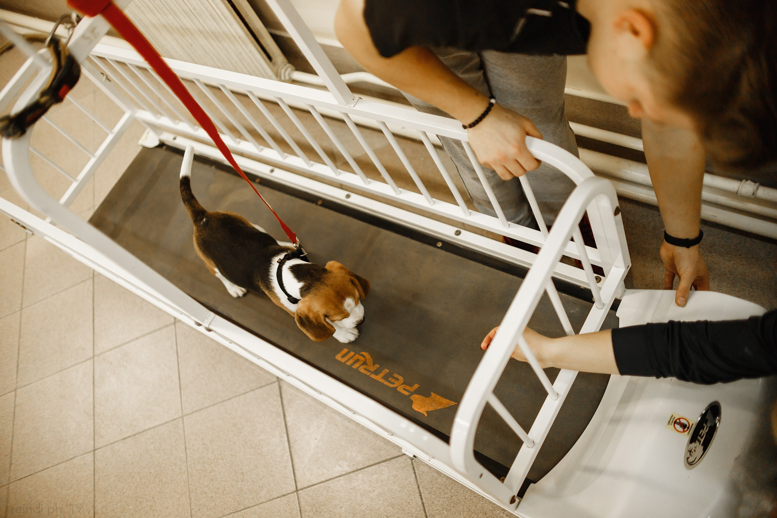 Dog handling hall. Kaja | fotograf we Wrocławiu | ludzie i psy