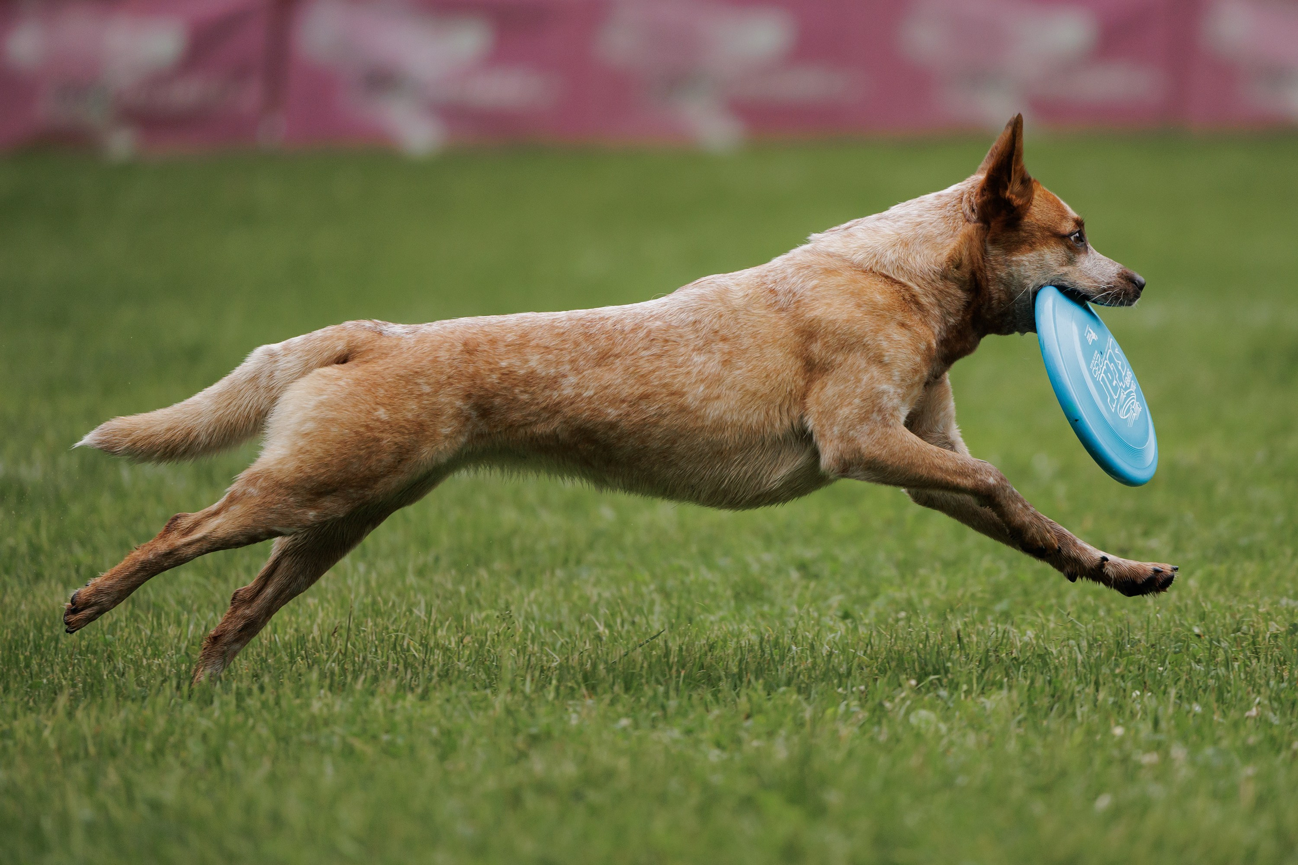 Latające psy, Wrocław'25. Kaja | fotograf psów we Wrocławiu