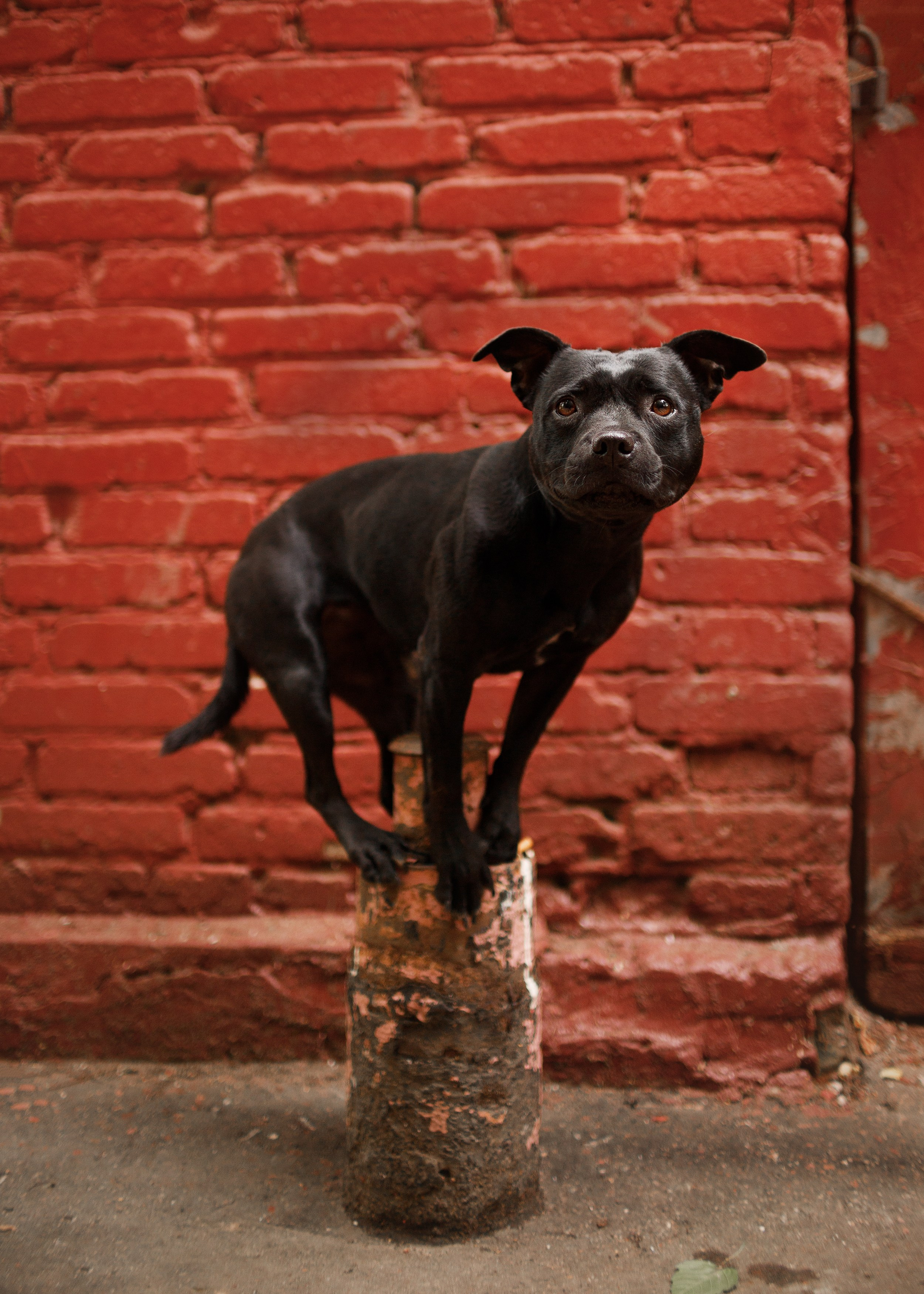 Staffy Yosia. Kaja | fotograf we Wrocławiu | ludzie i psy