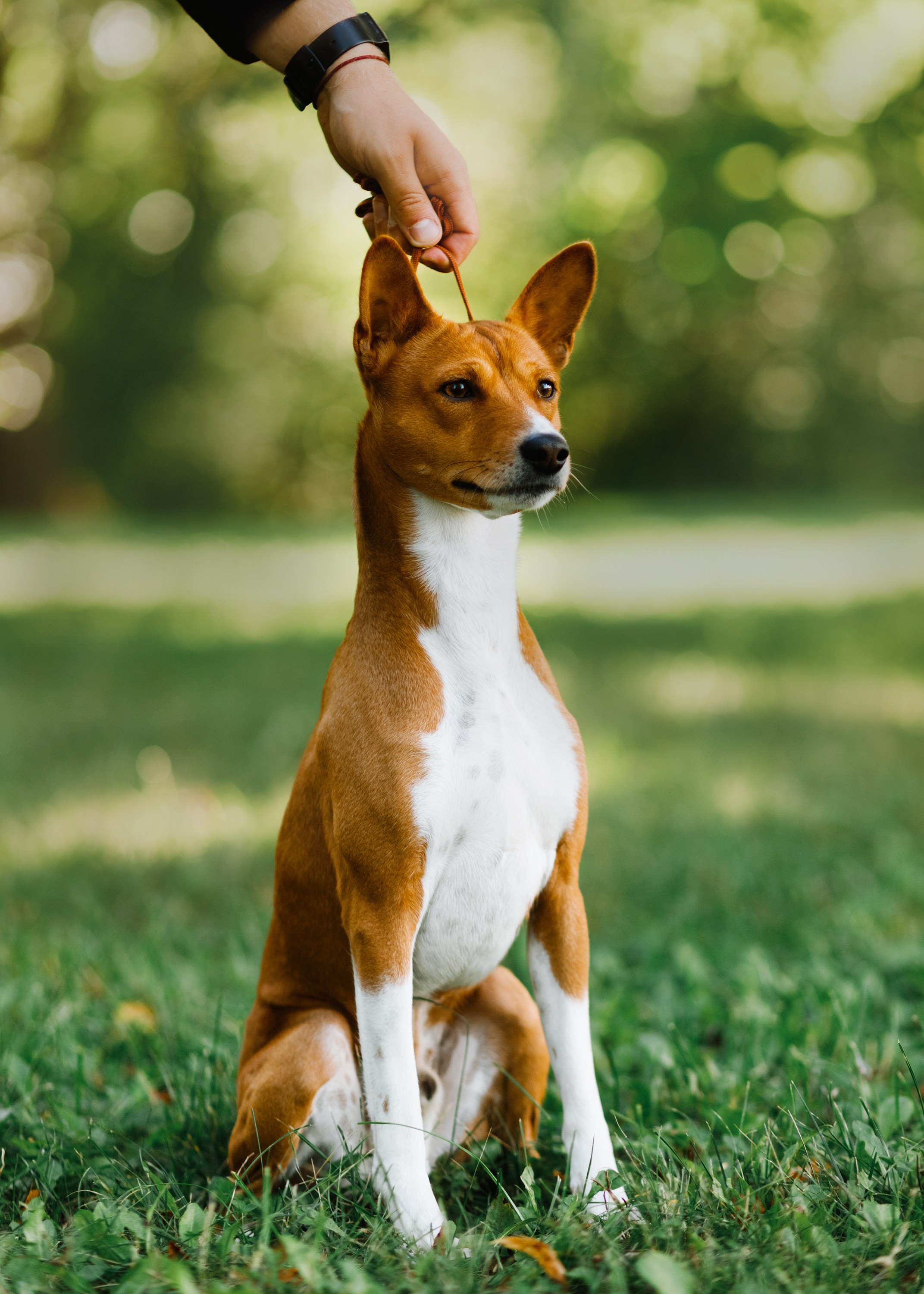 Summer photo day for dog handler. Kaja | fotograf we Wrocławiu | ludzie i psy