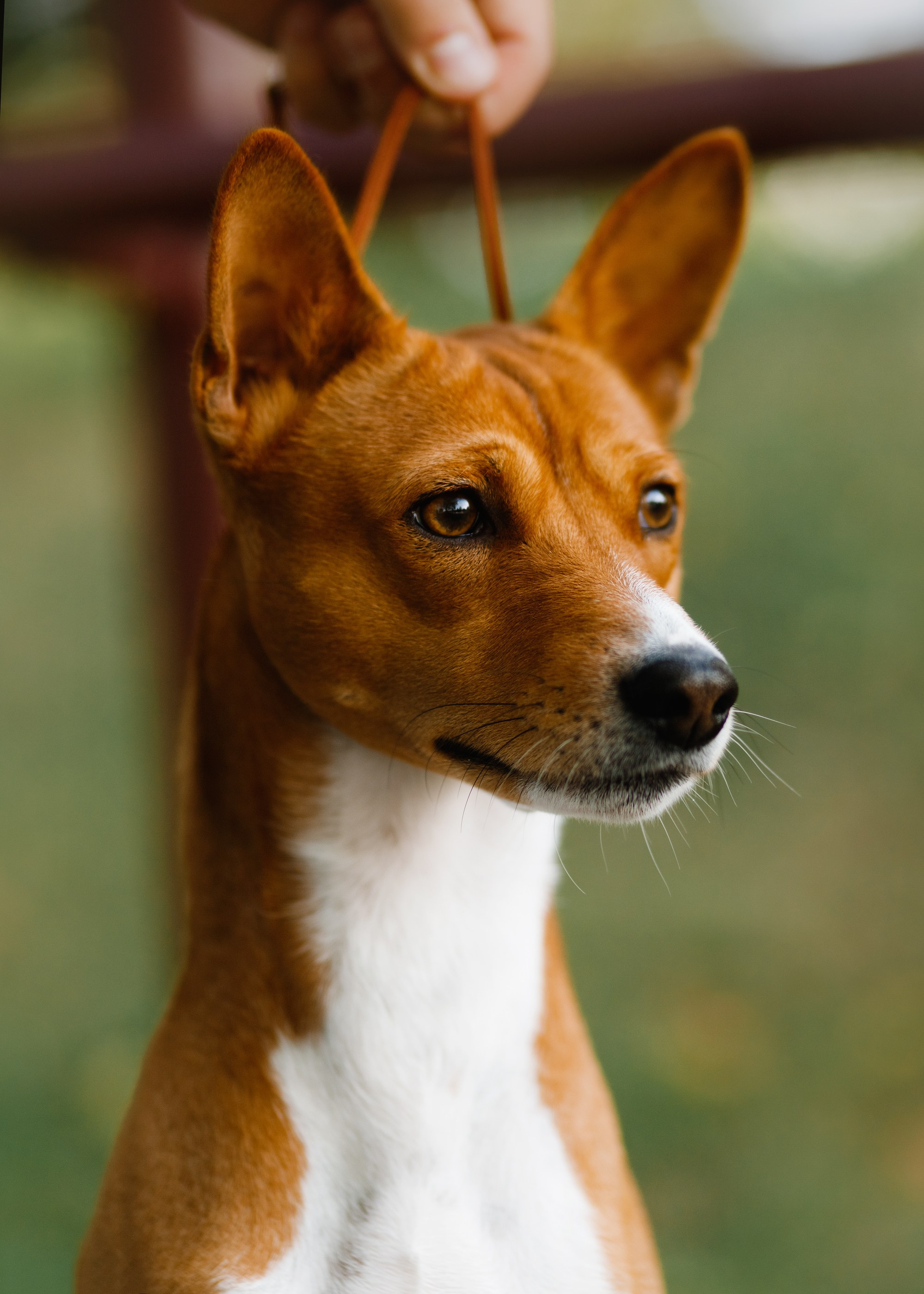 Summer photo day for dog handler. Kaja | fotograf we Wrocławiu | ludzie i psy