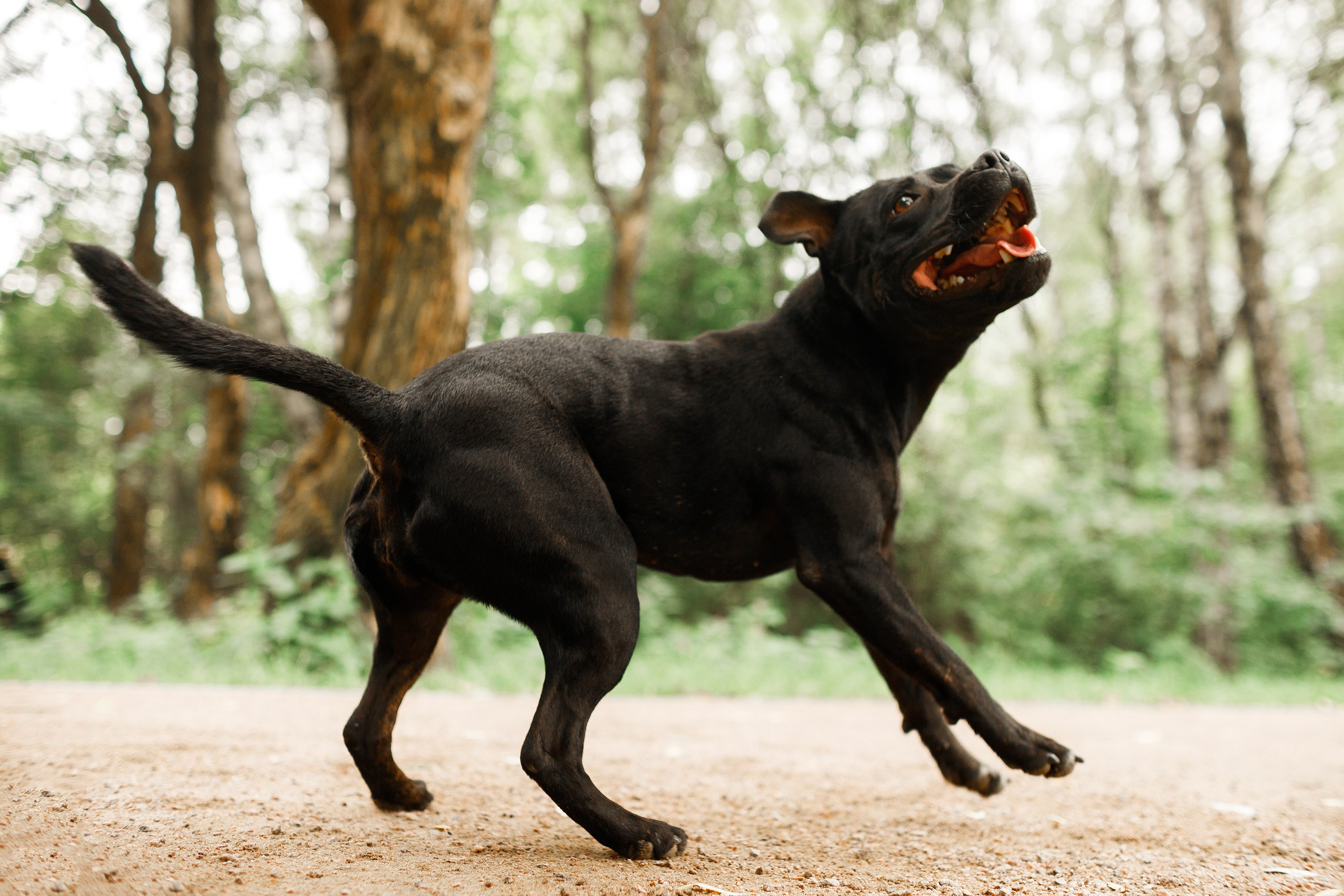 Staffy Yosia. Kaja | fotograf we Wrocławiu | ludzie i psy