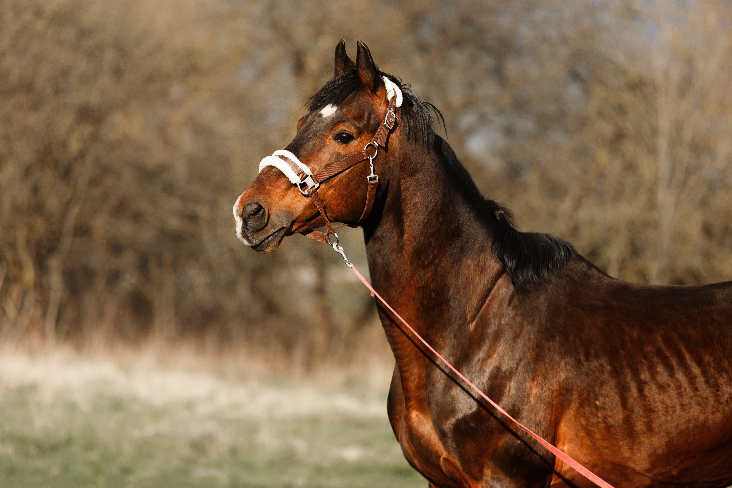 Vykup. Kaja | fotograf psów we Wrocławiu