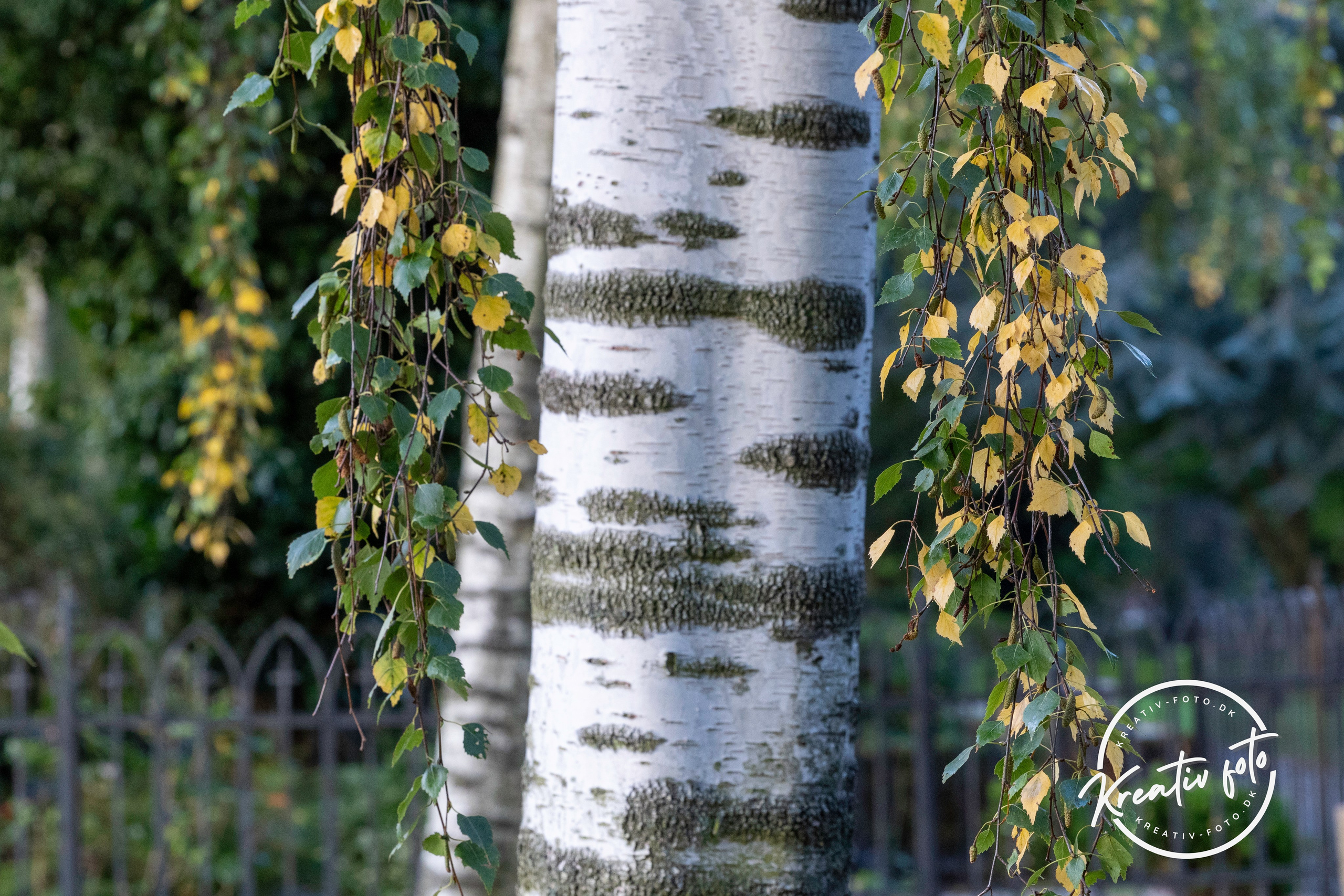 Efterår. Fotograf Aarhus | Portrætfoto Århus | Flotte billeder