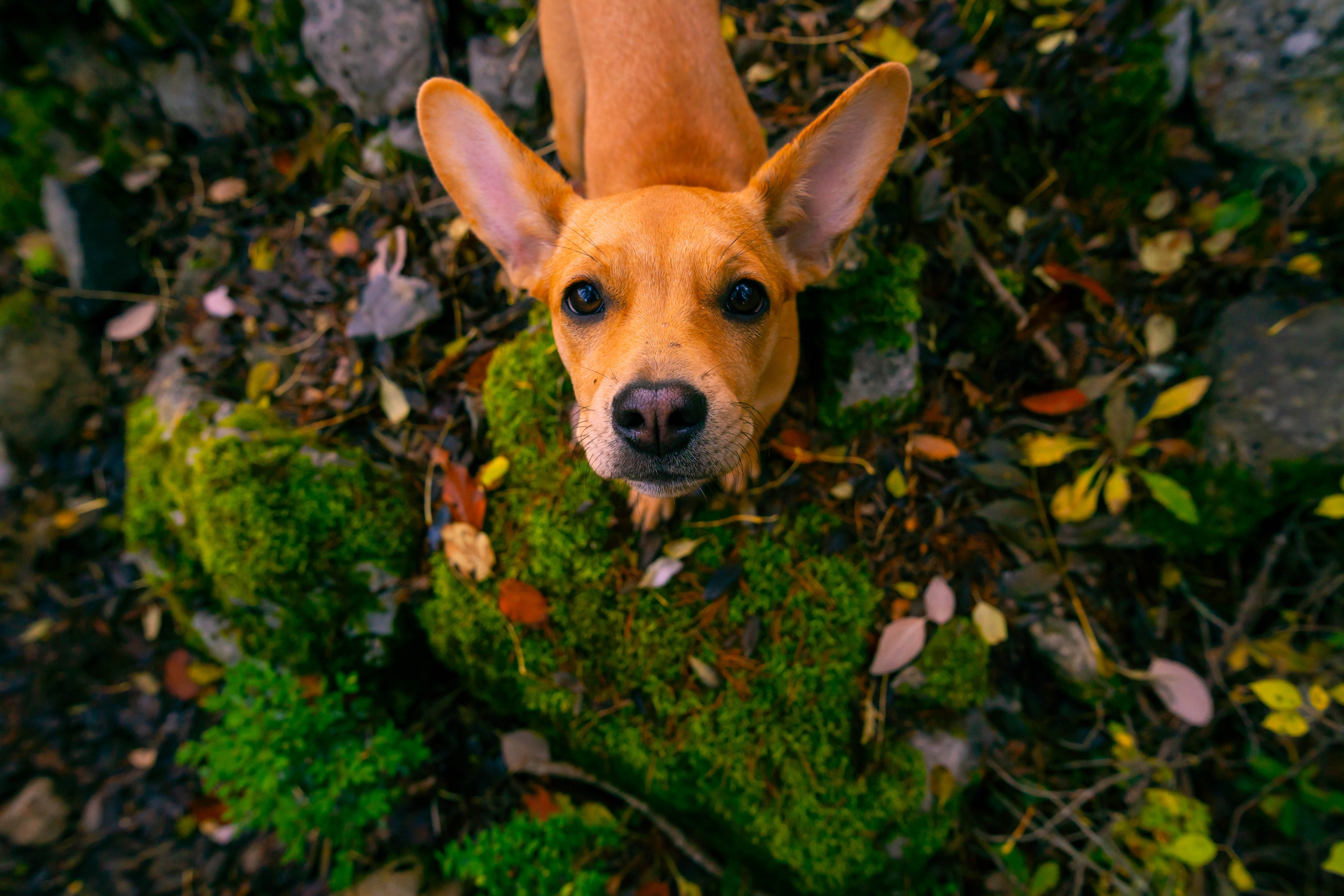 Ruta Otoño. Alba del Norte Studio