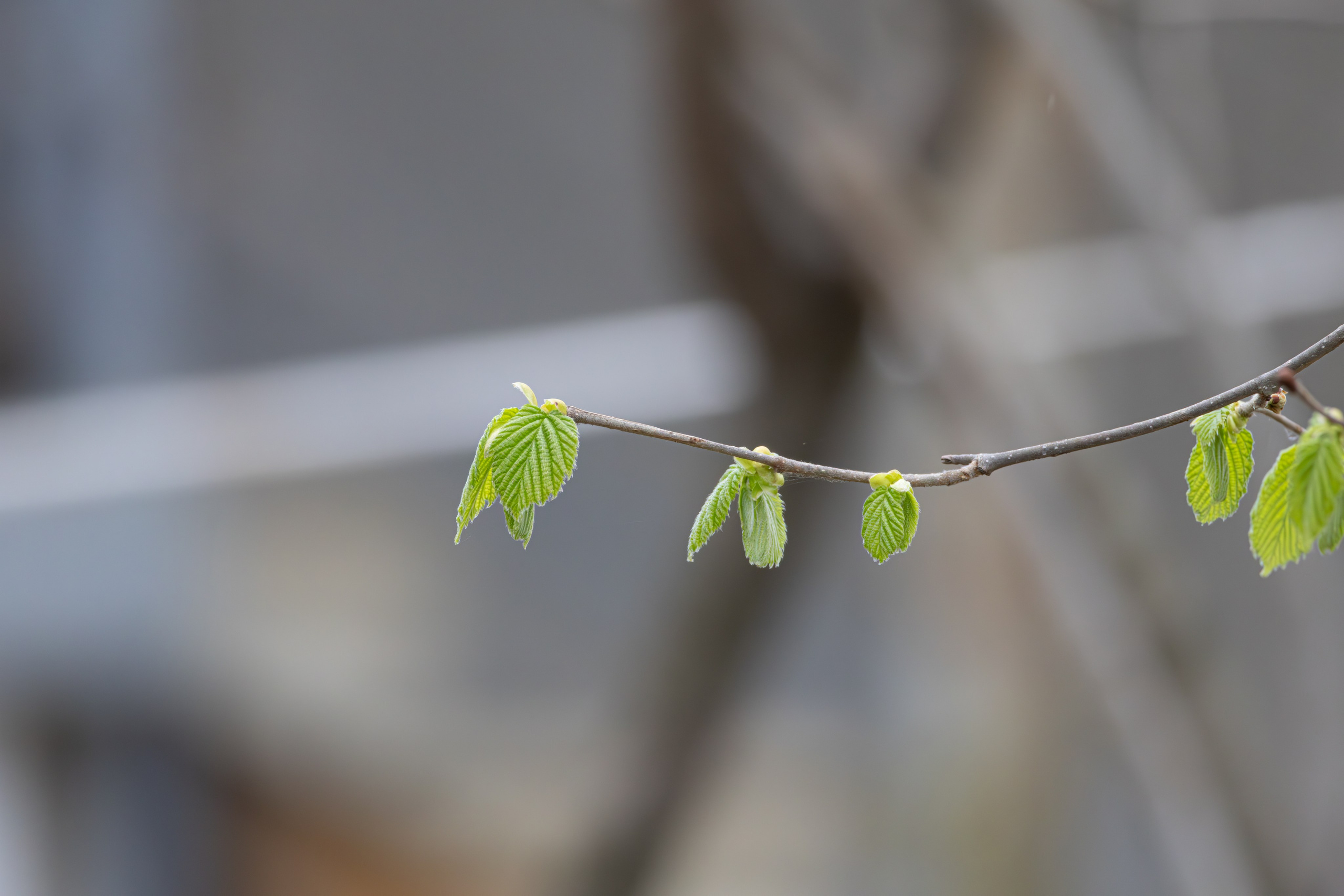 საგაზაფხულო გასეირნება წავკისისწყალის ხეობაში. FramefreeMan
