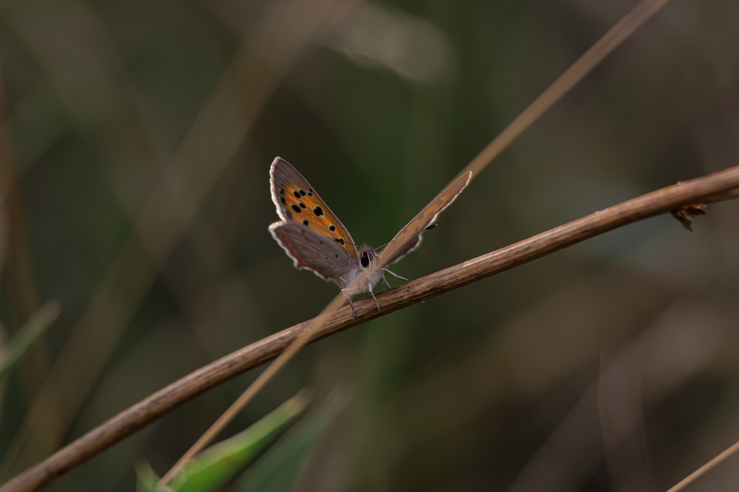 გასეირნება წავკისიდან ვაკის პარკამდე. FramefreeMan