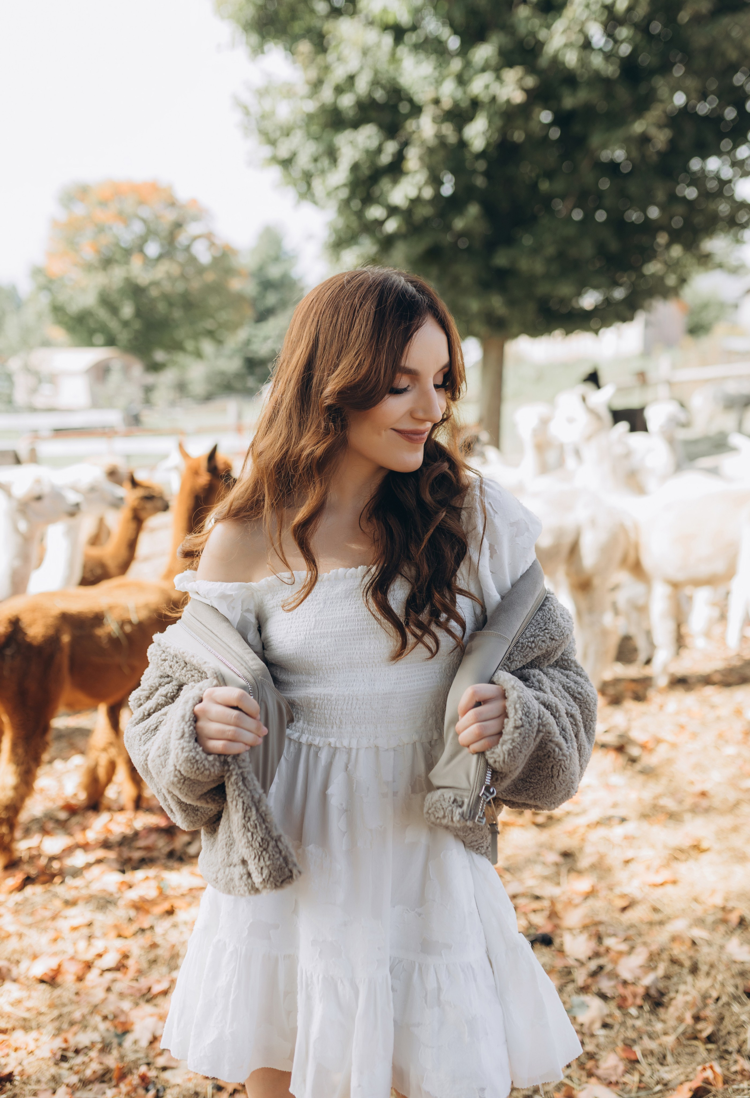 Alpacas Farm. Chernenko.photography