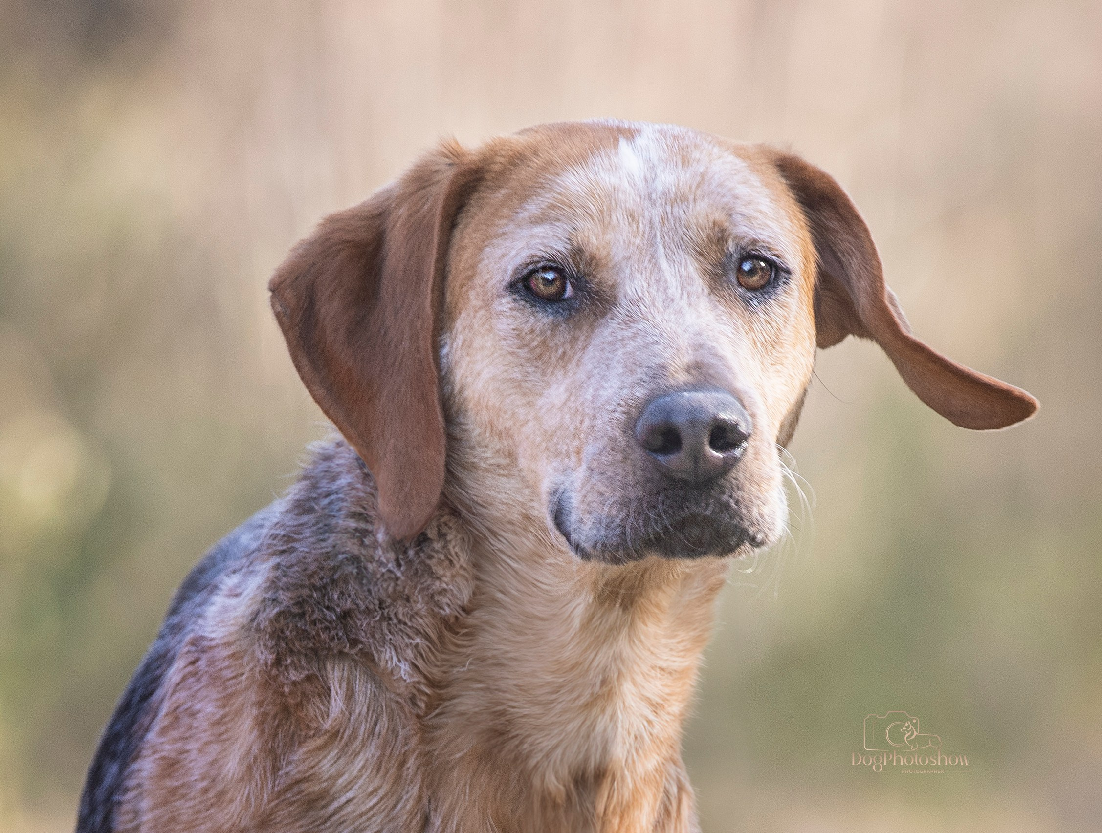 📸 10. Katerina Royter Pet Photographer North Florida