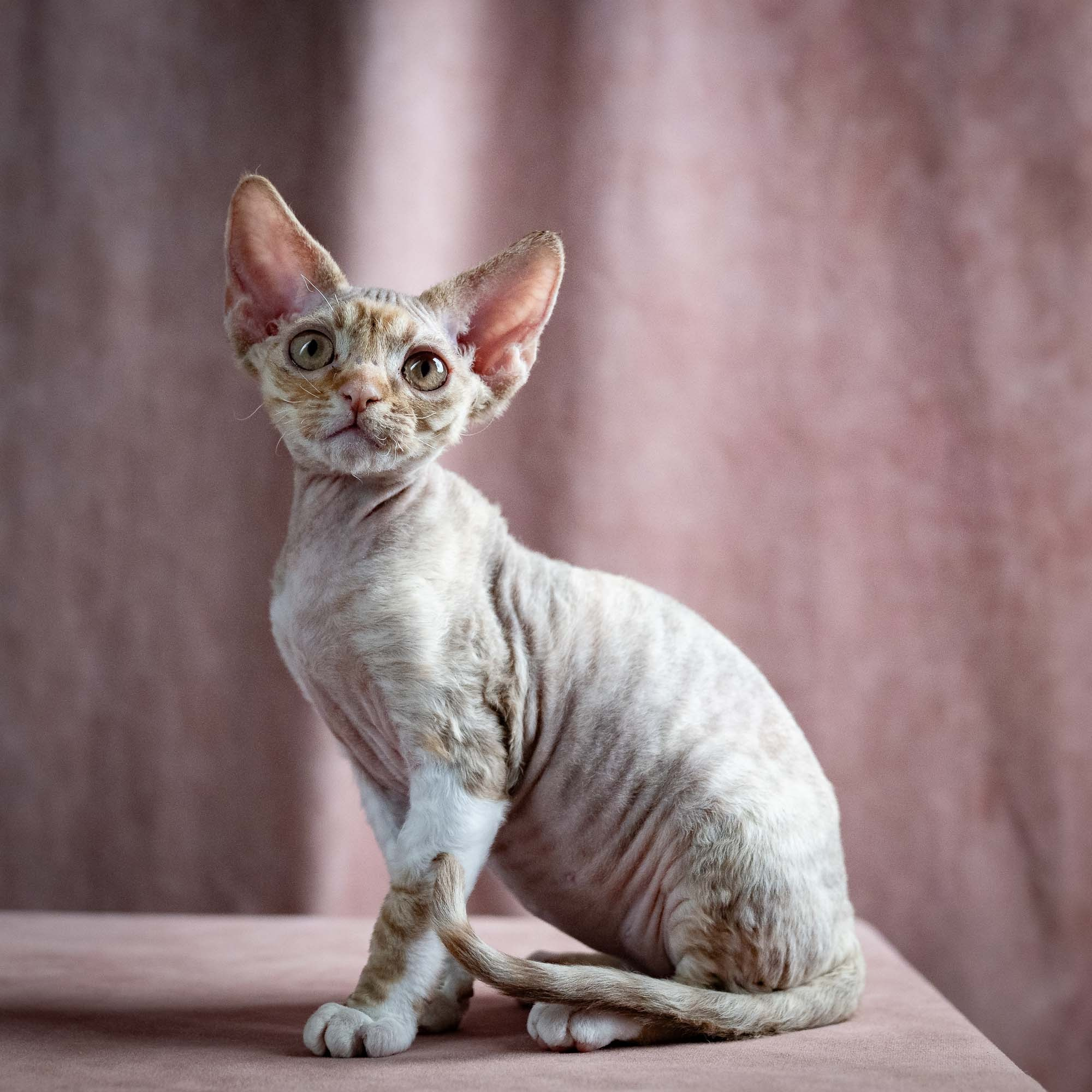 Ophelia, girl, born 02.08.26. Devon Rex Pixie Cattery