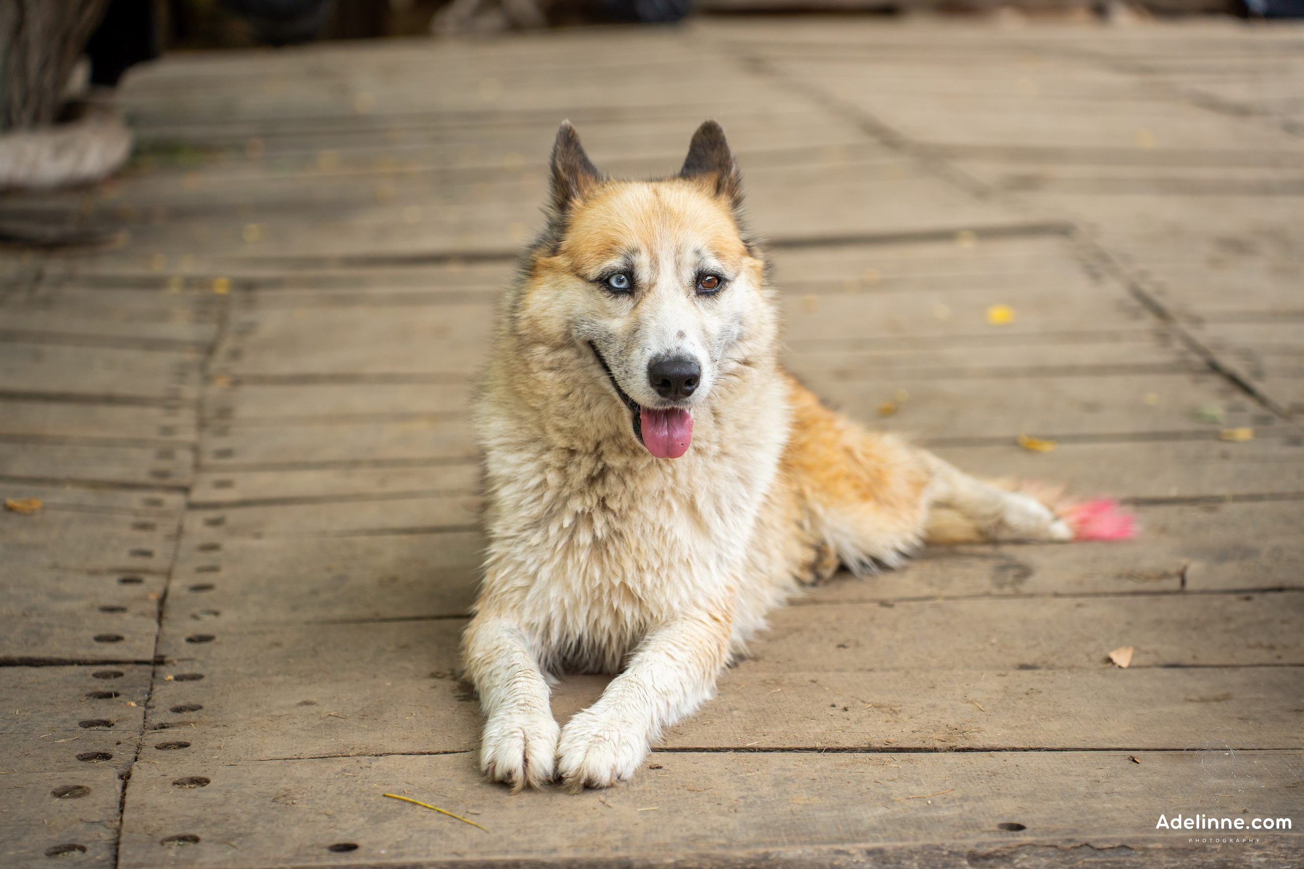Ozora 2025. Adelinne