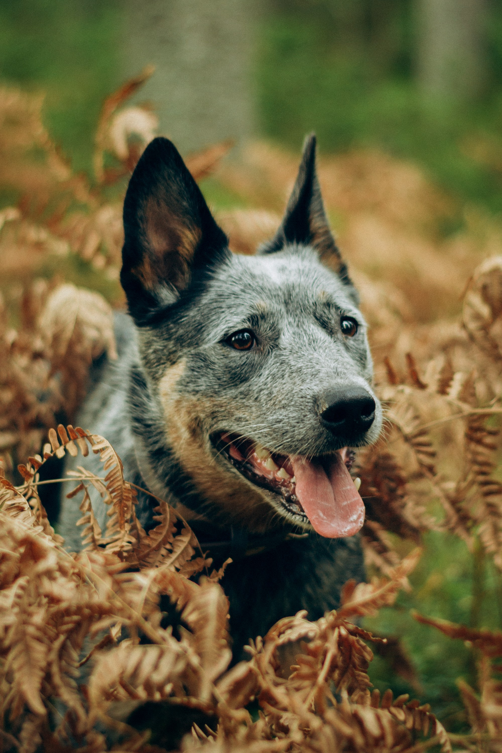 Polina and her Dakota, Blue Heeler. Kat Laisaar — Pet photographer in Tallinn