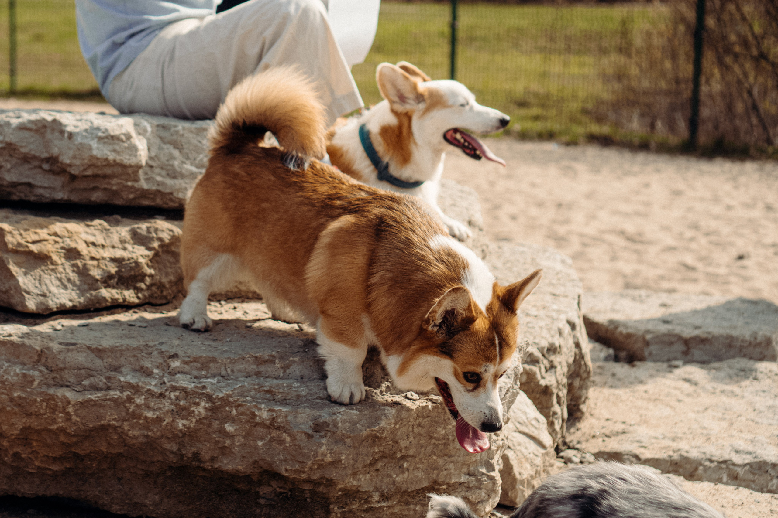 Corgi party, 18 apr. 2025. Kat Laisaar — Pet photographer in Tallinn