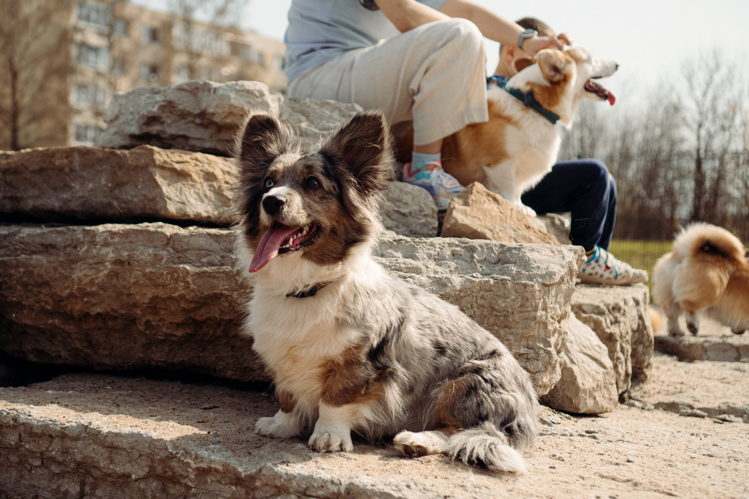 Corgi party, 18 apr. 2025. Kat Laisaar — Pet photographer in Tallinn