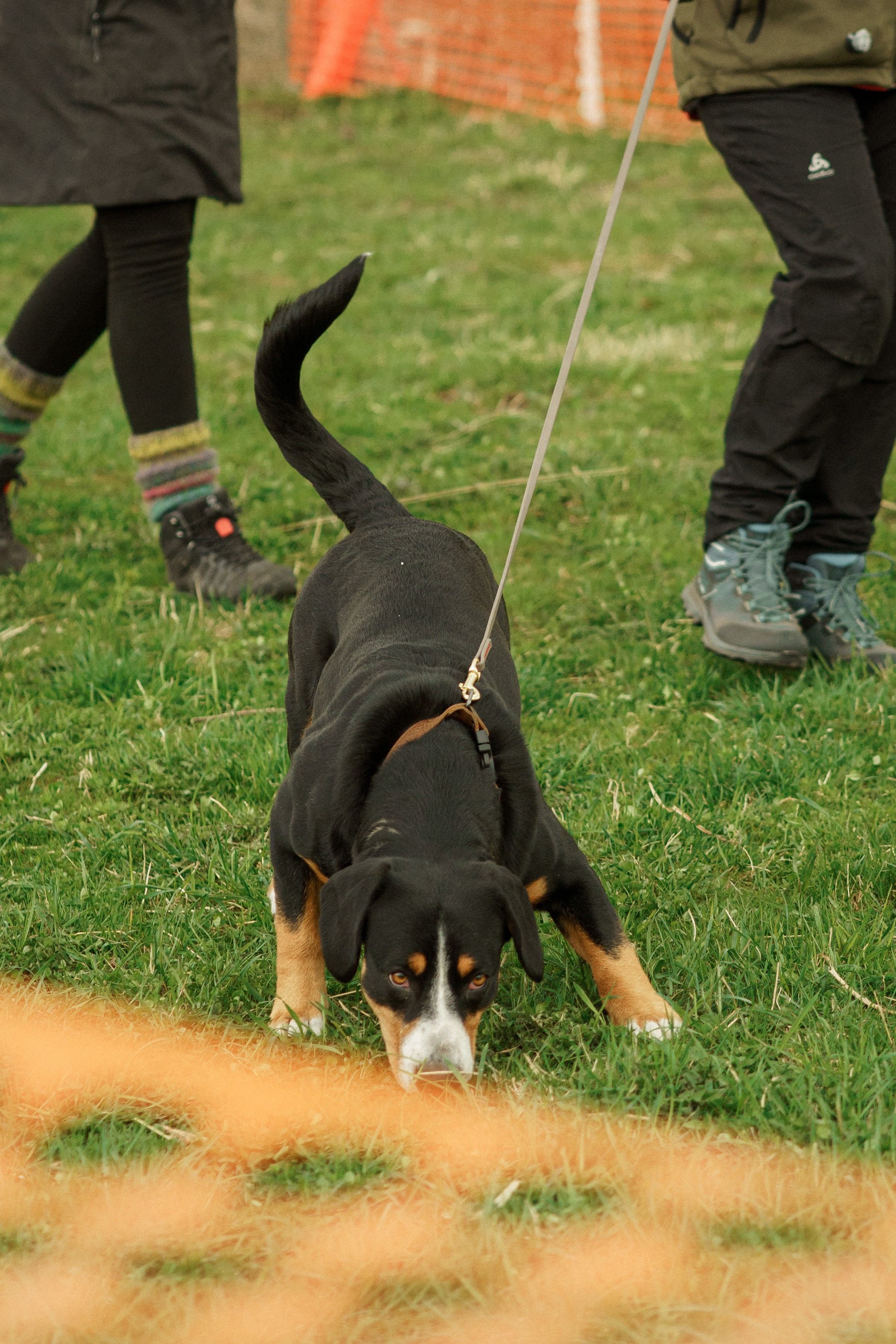 Herding Days, 26 apr. 2025. Kat Laisaar — Pet photographer in Tallinn