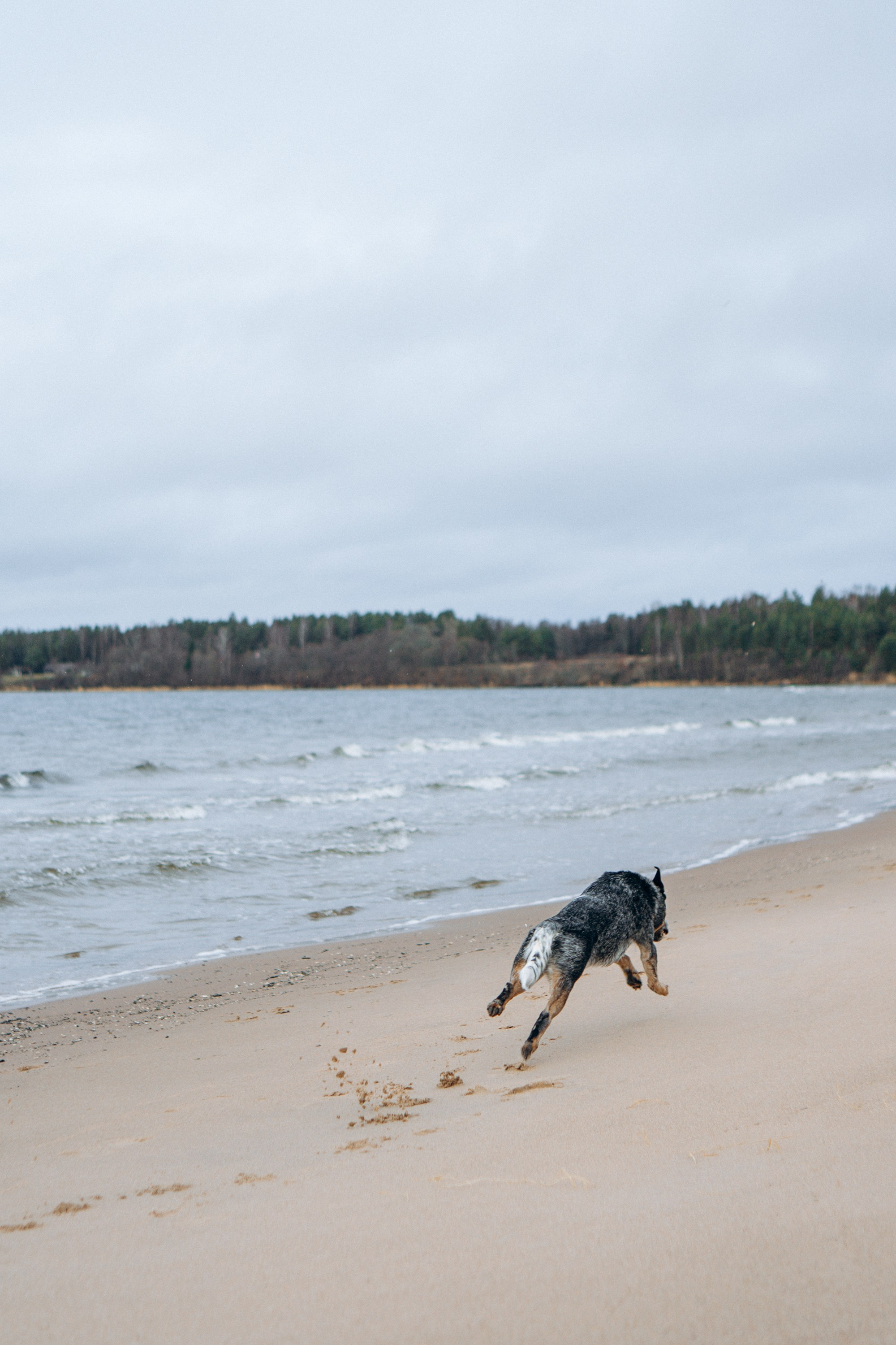 Polina and her Dakota, Australian Cattle Dog. Kat Laisaar — Pet photographer in Tallinn