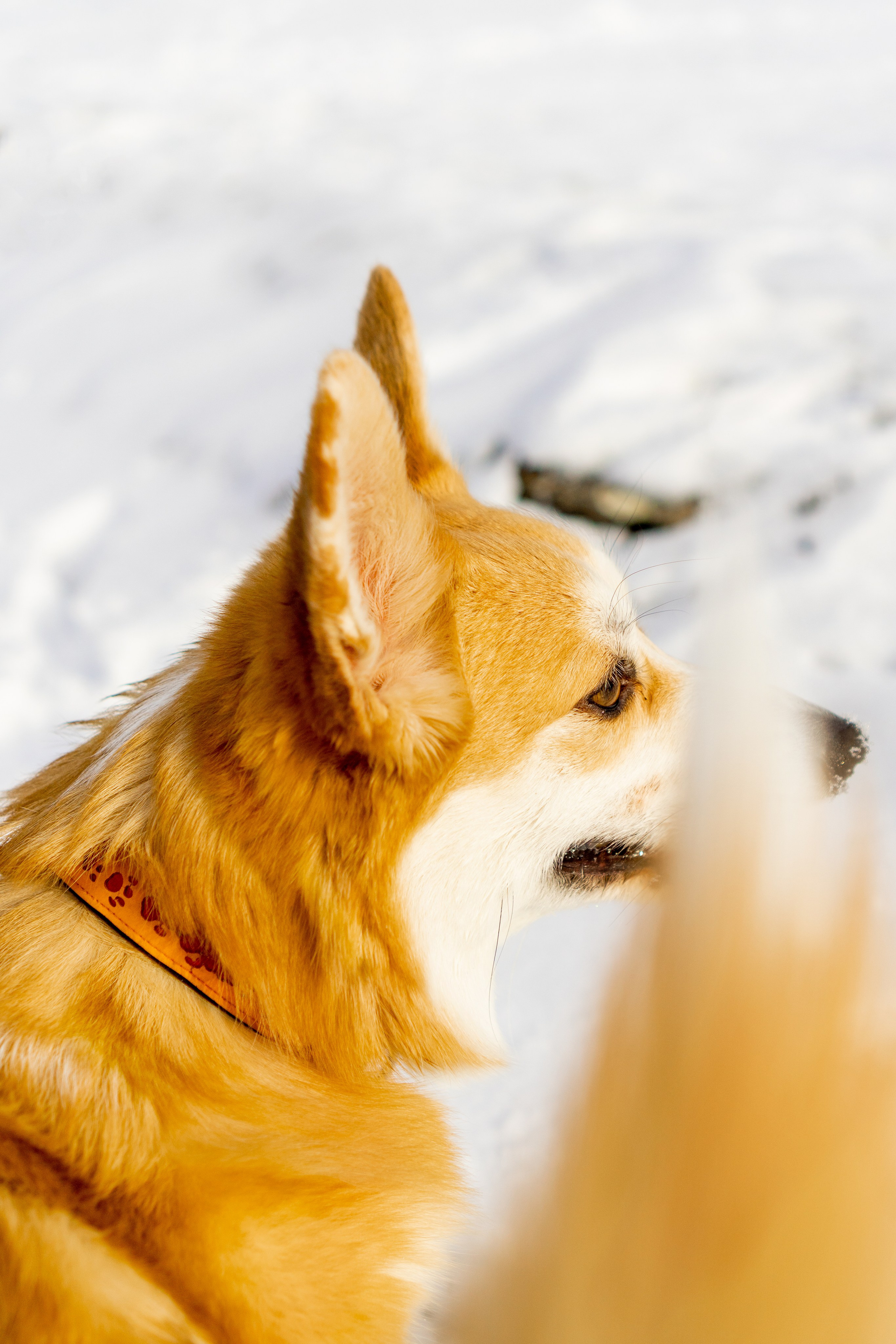 Corgi party, 23 feb. 2025. Kat Laisaar — Pet photographer in Tallinn