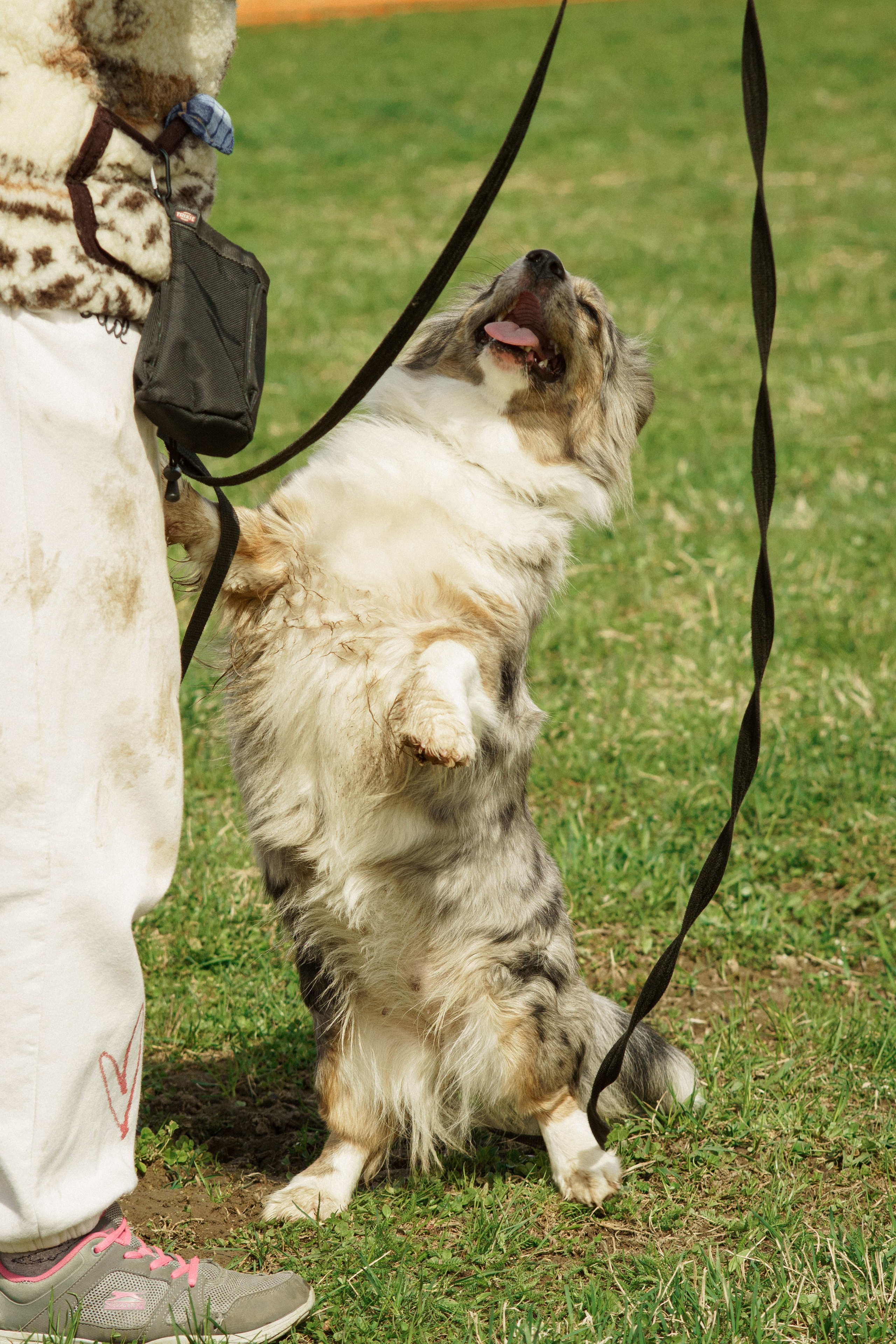 Herding Days, 26 apr. 2025. Kat Laisaar — Pet photographer in Tallinn