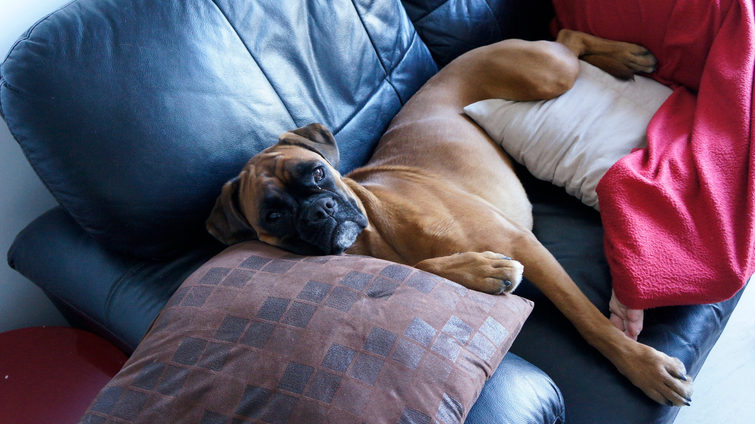 My ״Star״ Boxer Dog