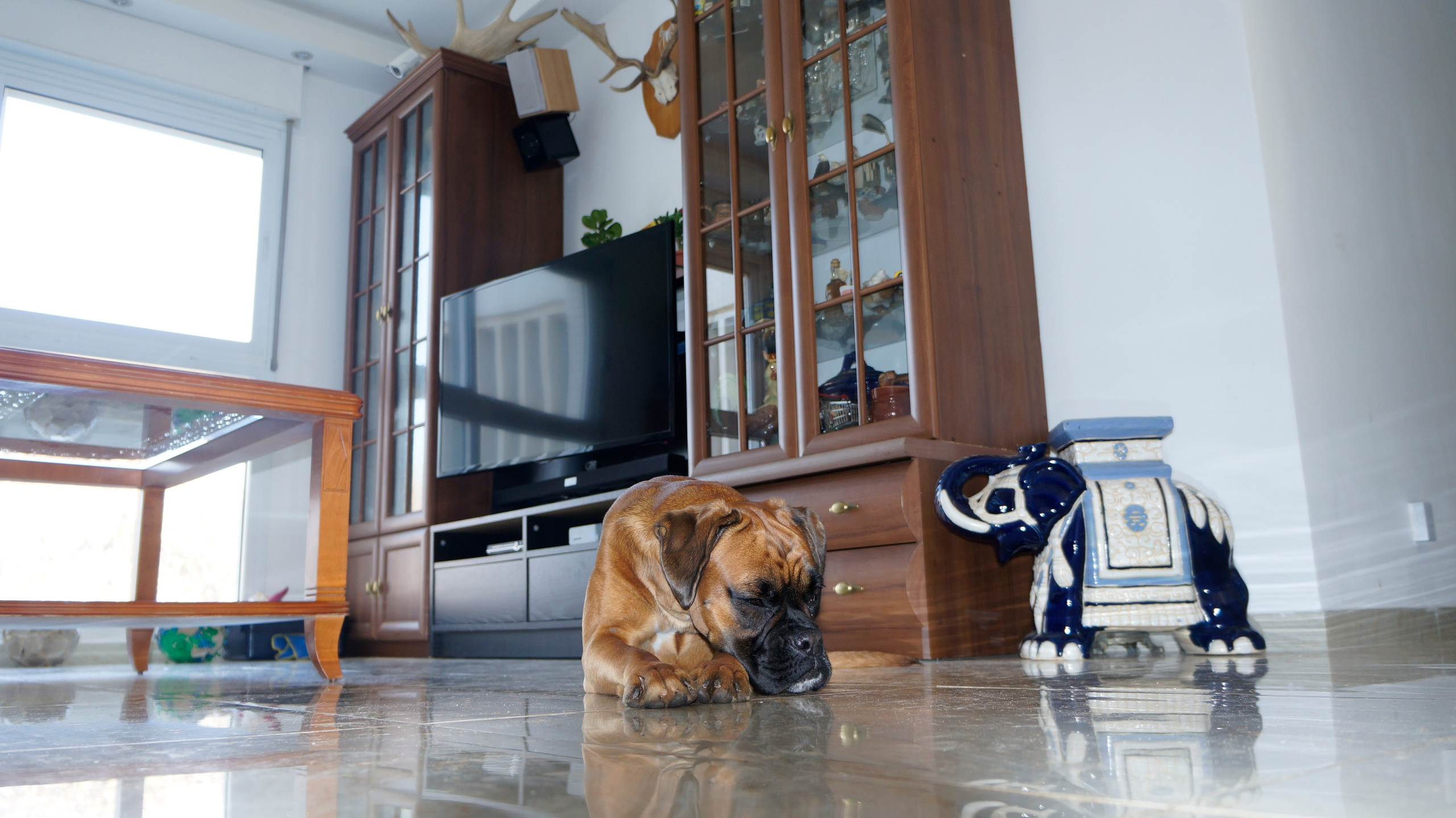 My ״Star״ Boxer Dog