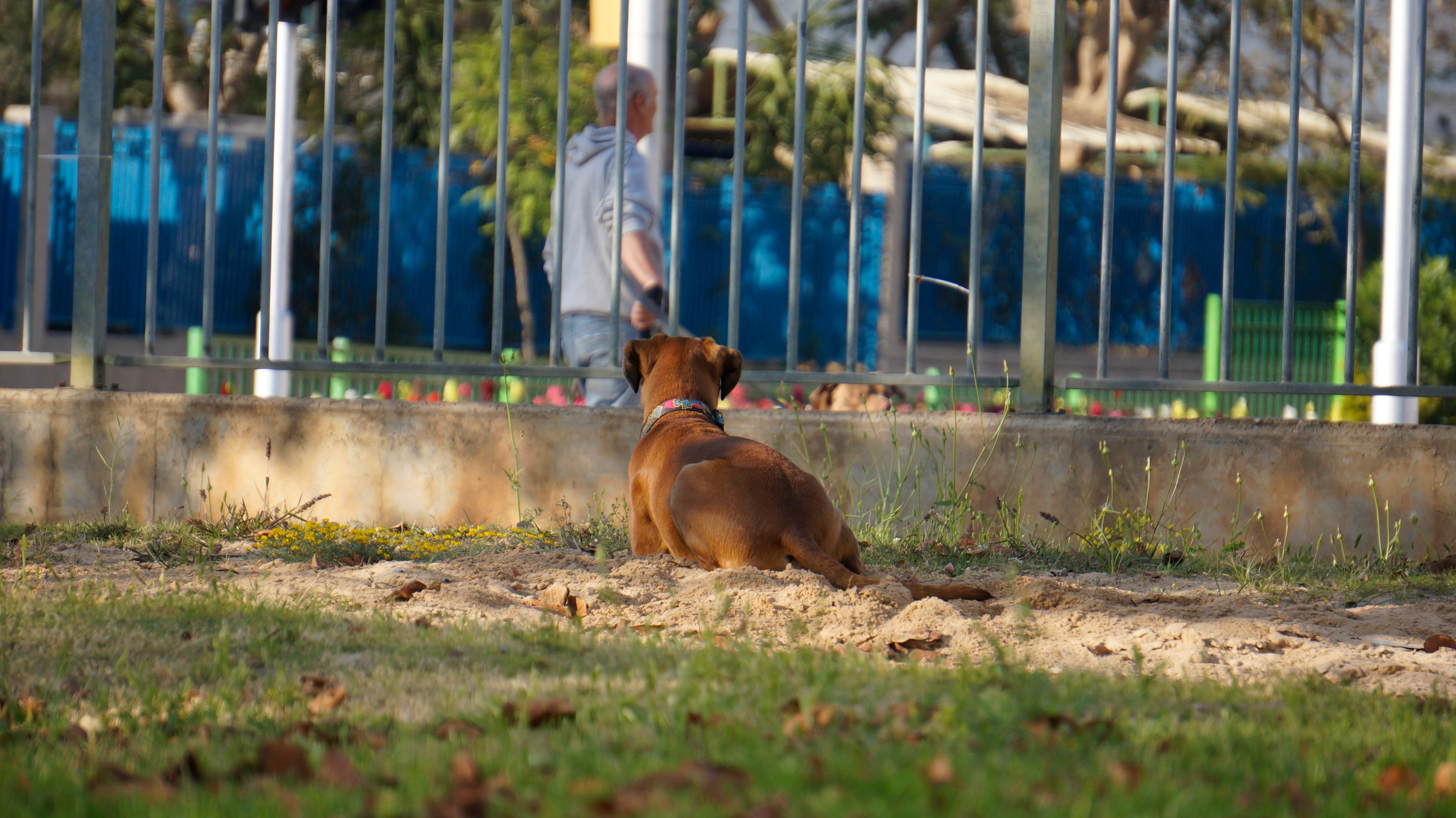 My ״Star״ Boxer Dog