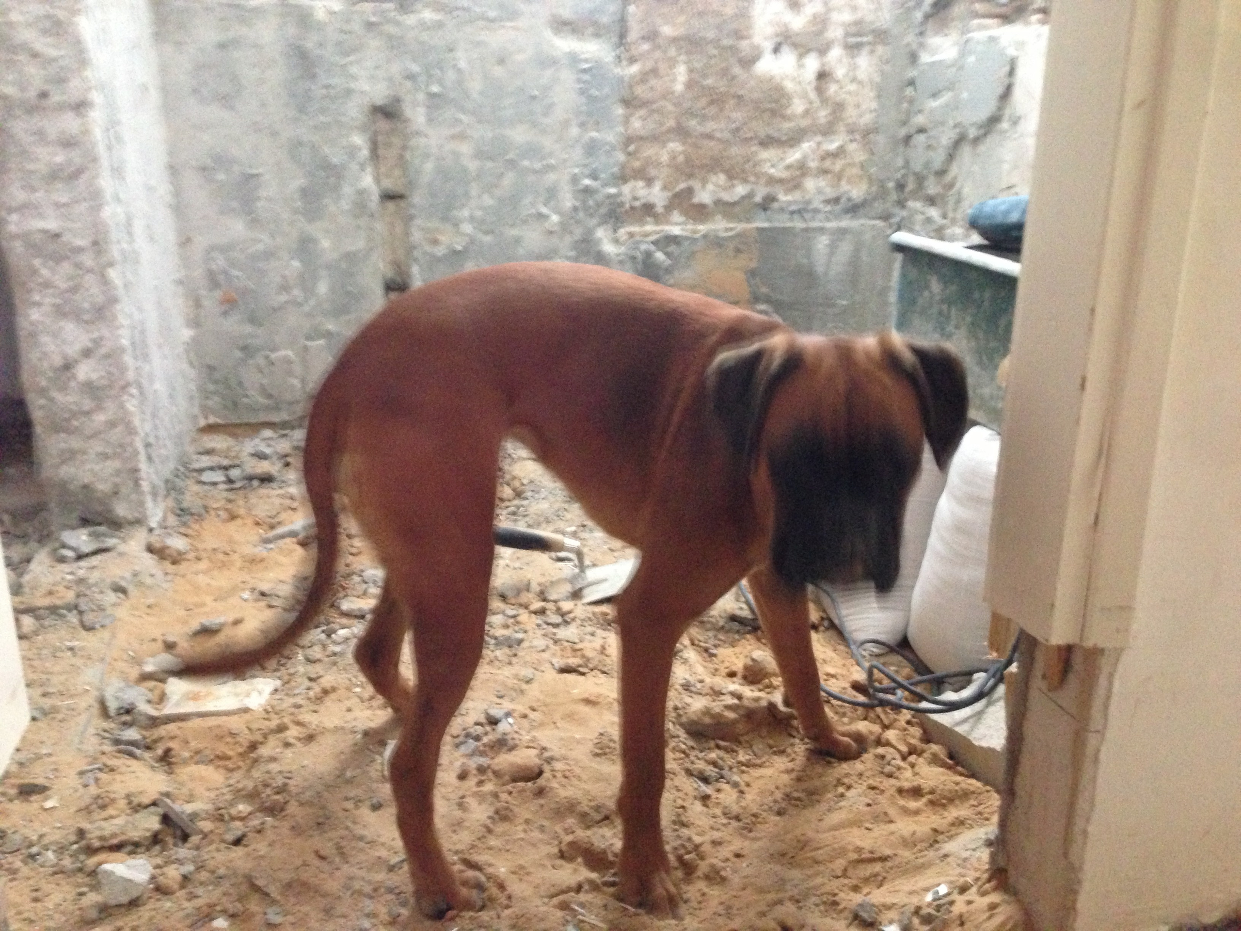 My ״Star״ Boxer Dog