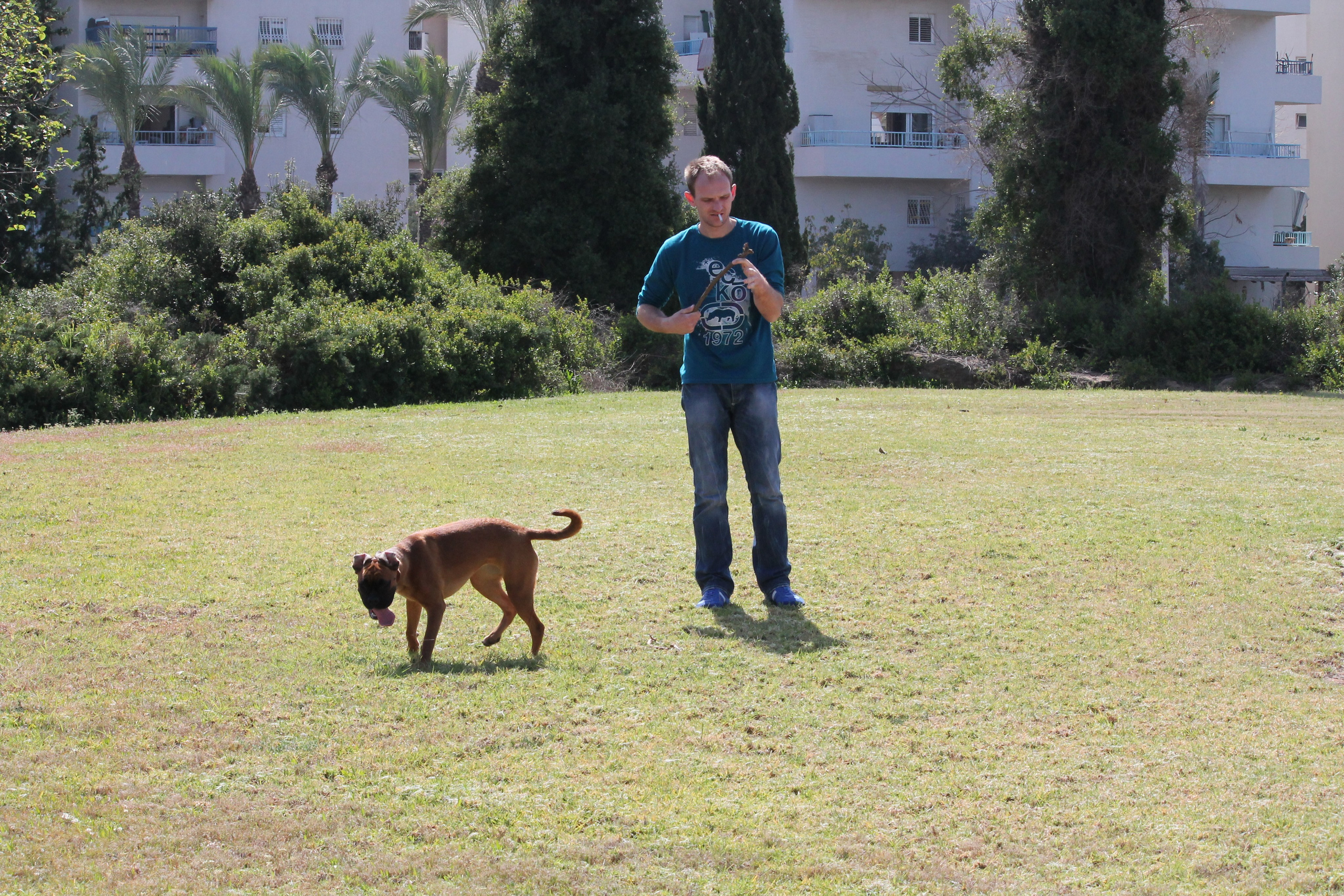 My ״Star״ Boxer Dog