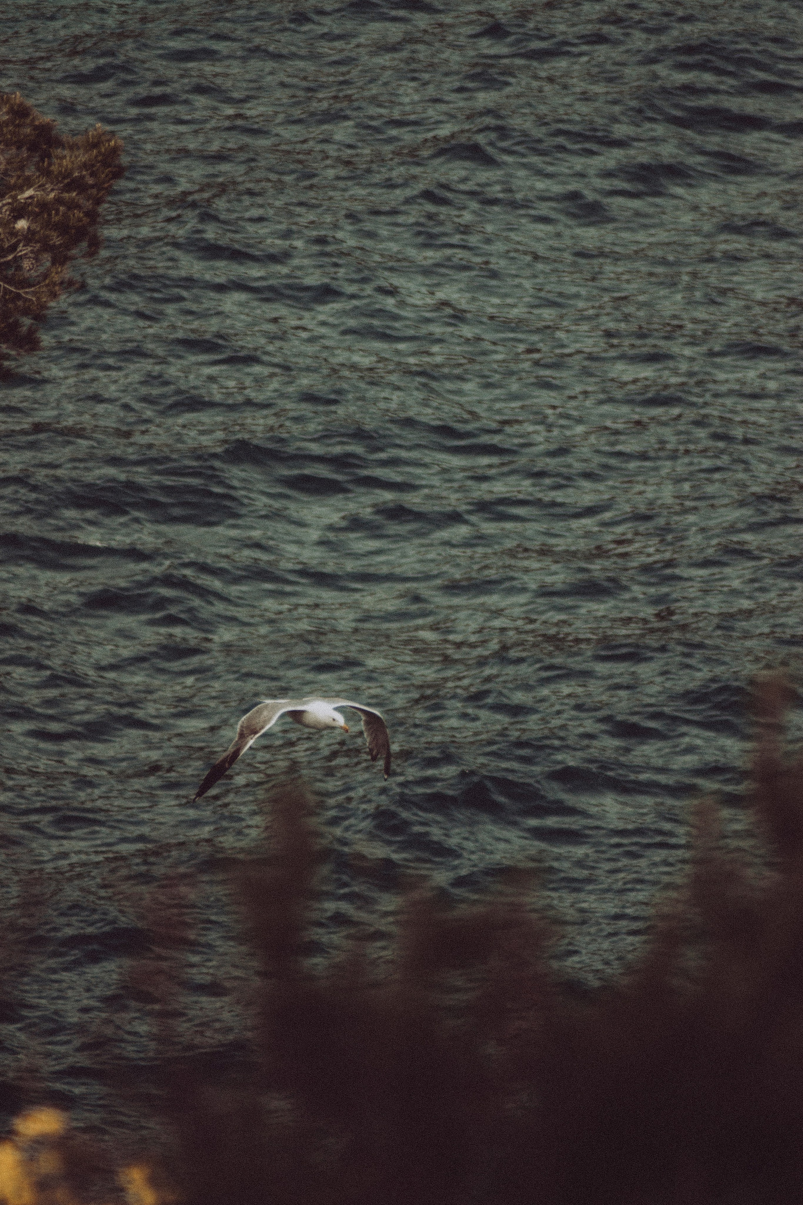 Anse Magaud, Cap Brun, Toulon. Photographe à la Seyne sur Mer, Var