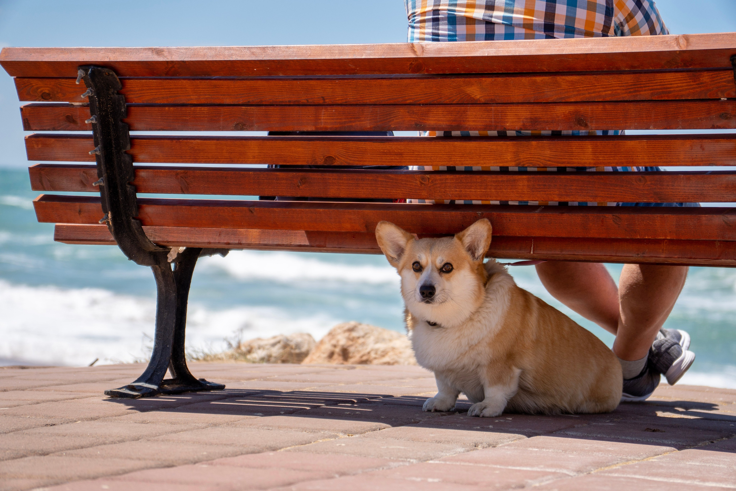 Random dogs. Главное меню