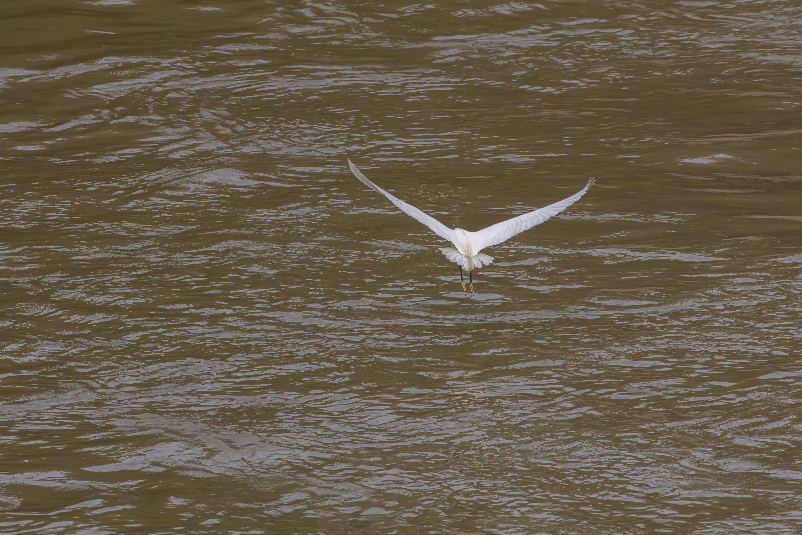 მტკვრის ხეობის ყველაზე ლამაზი სტუმარი. FramefreeMan