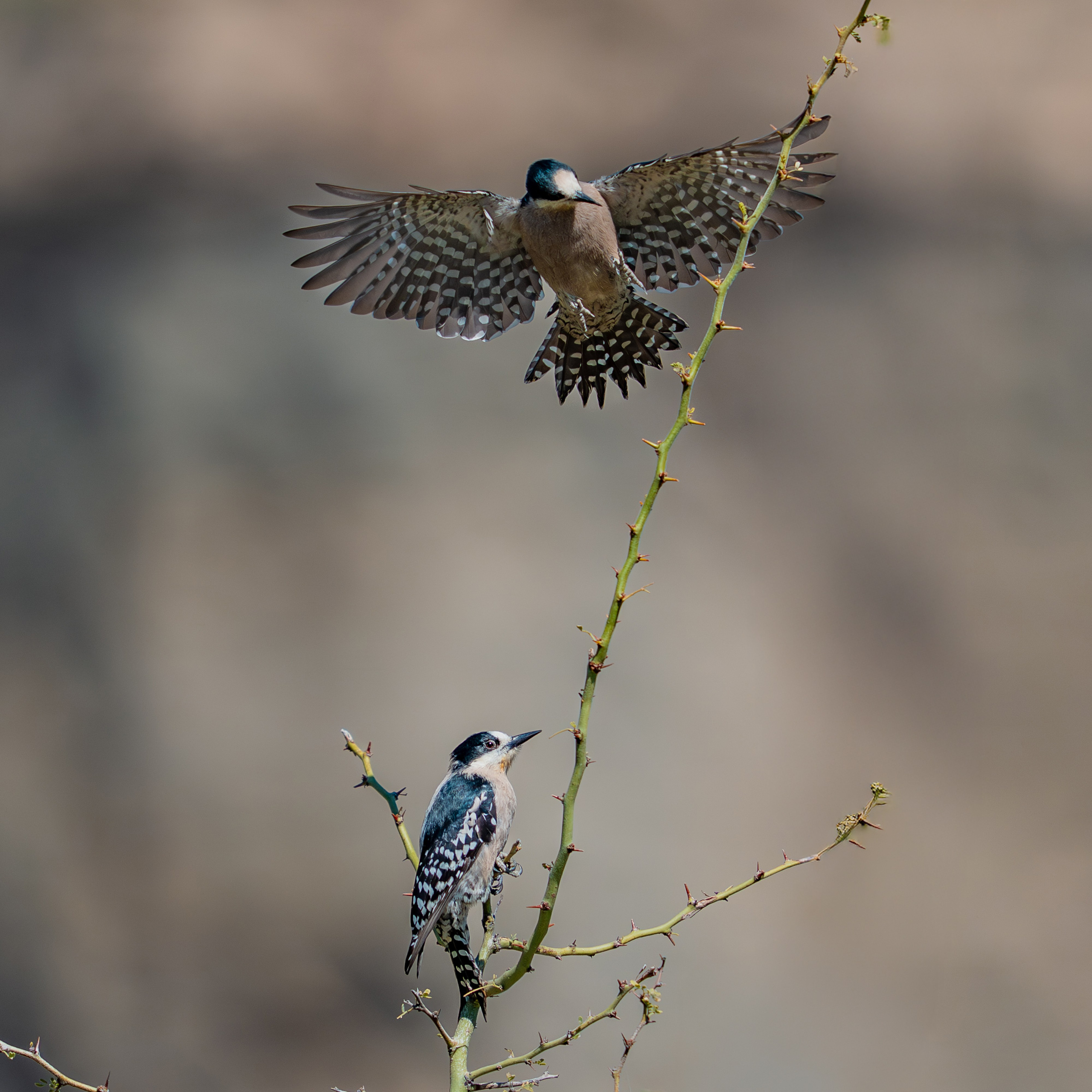 Carpinteros. Nature photographer Yuri Soria-Galvarro