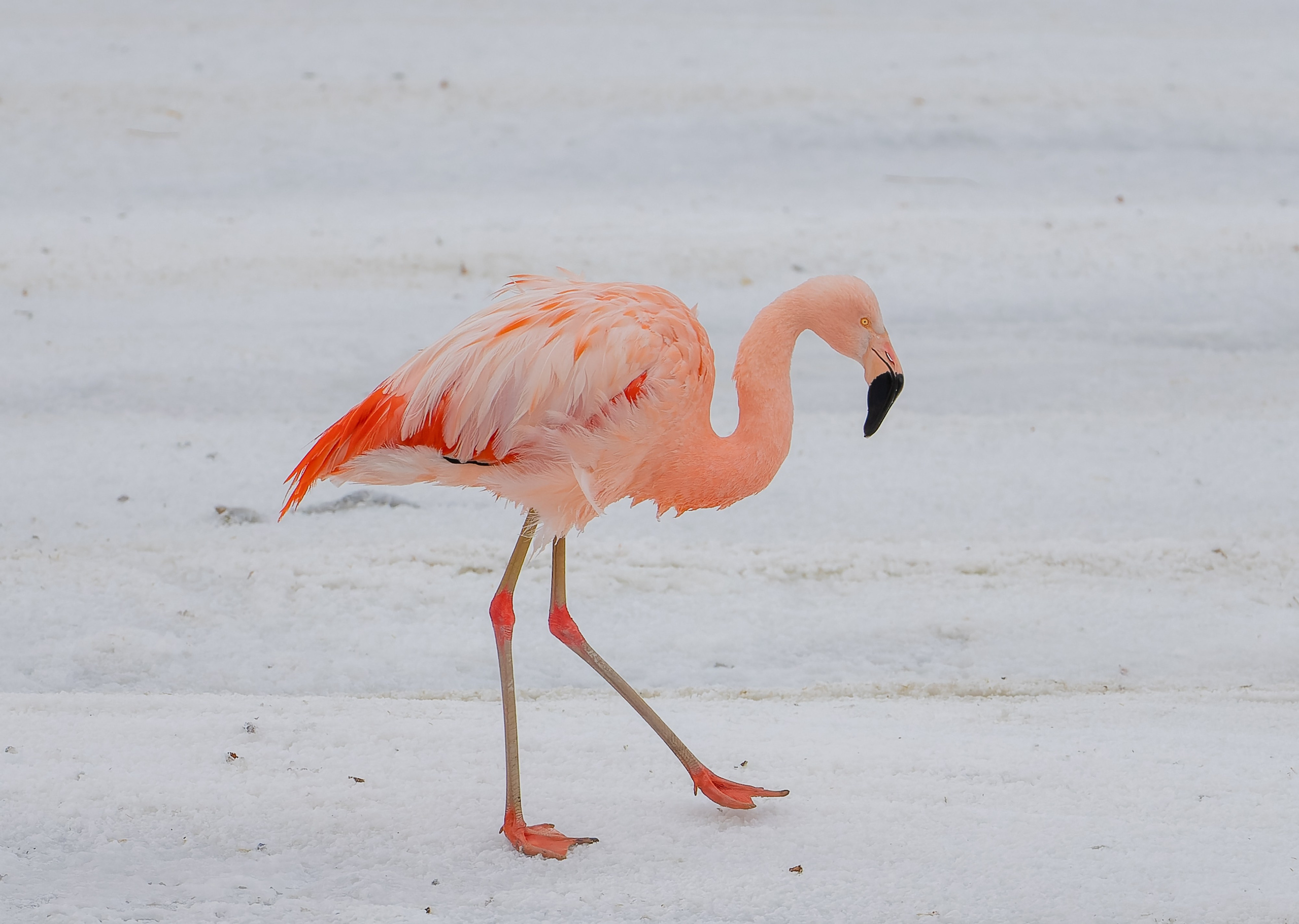Flamencos. Nature photographer Yuri Soria-Galvarro