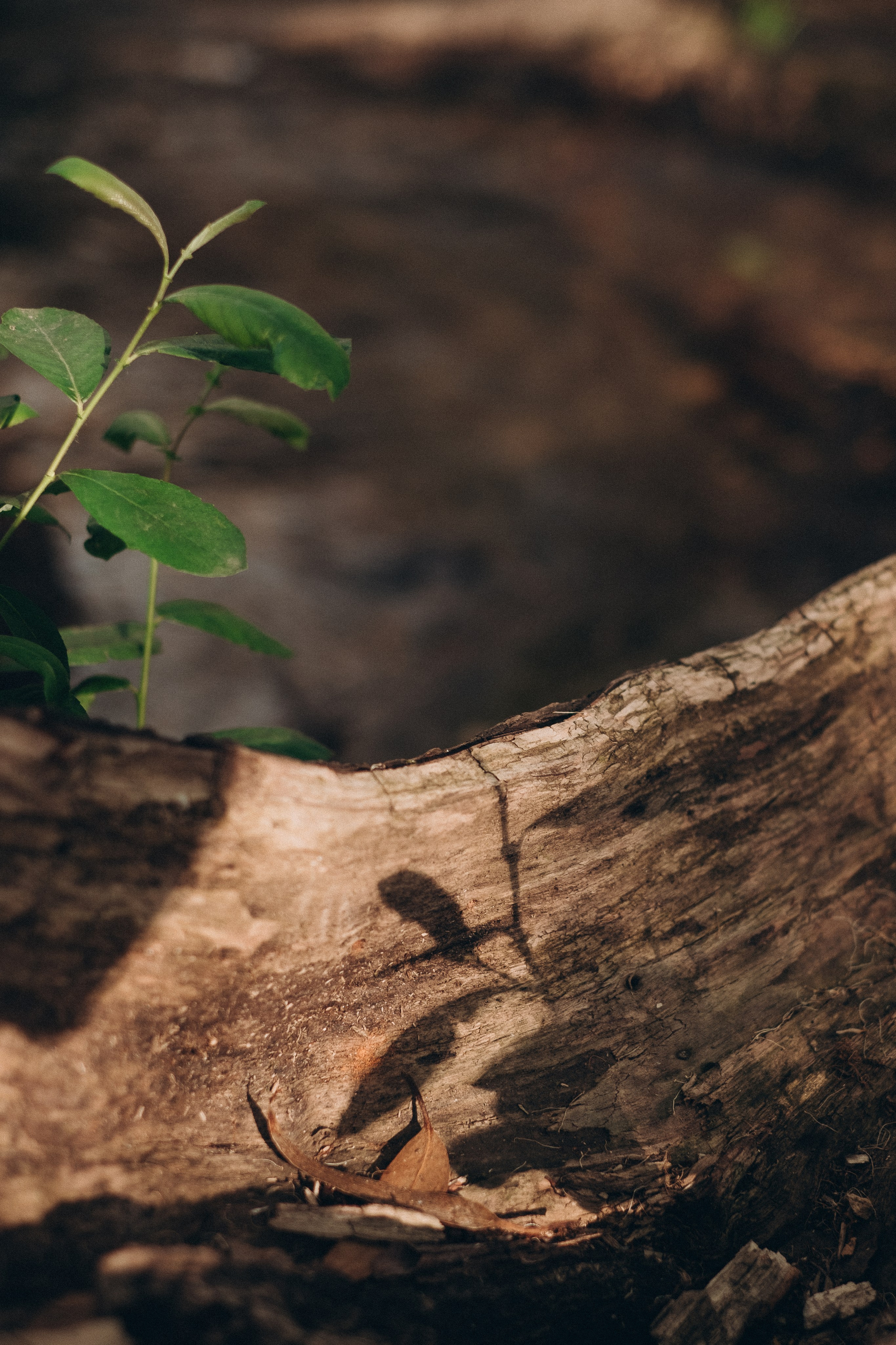 Maternity Photoshoot in Portugal — Artistic Pregnancy Session