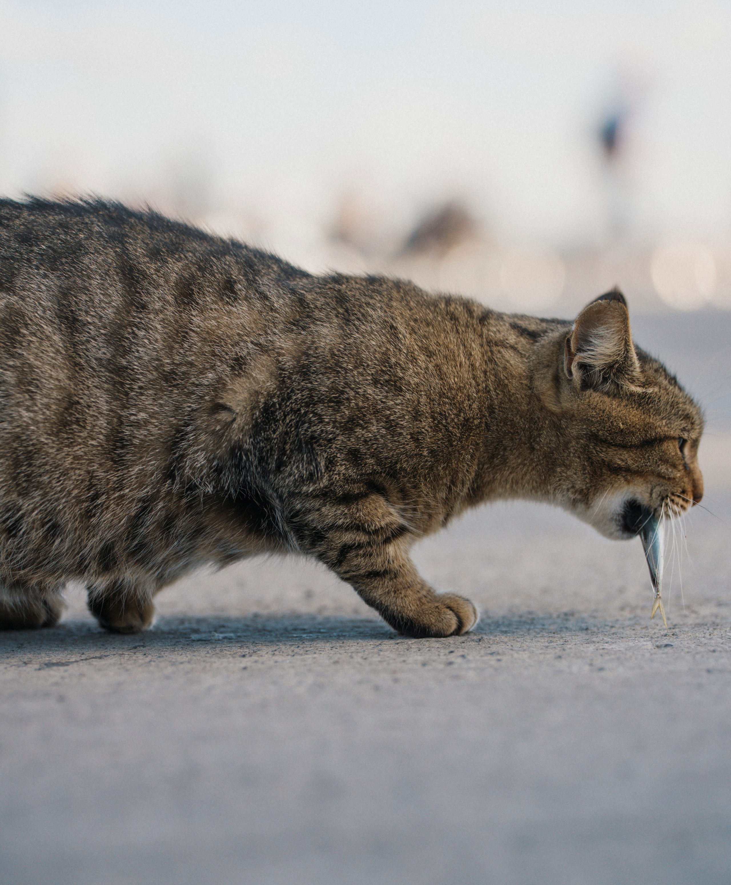 СТАМБУЛ. Стрит-фотография, полная абсурда, идиотизма и красоты