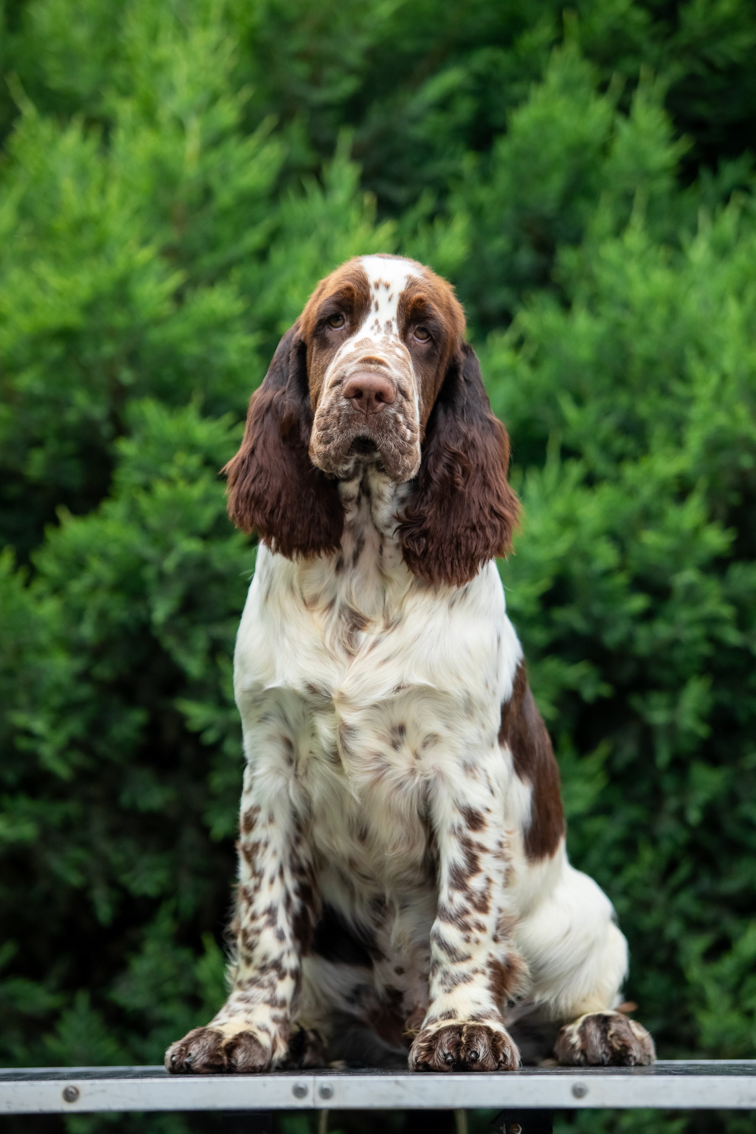 Male — Blue collar 💙. Website of the titled stud dog of the Springer Spaniel breed