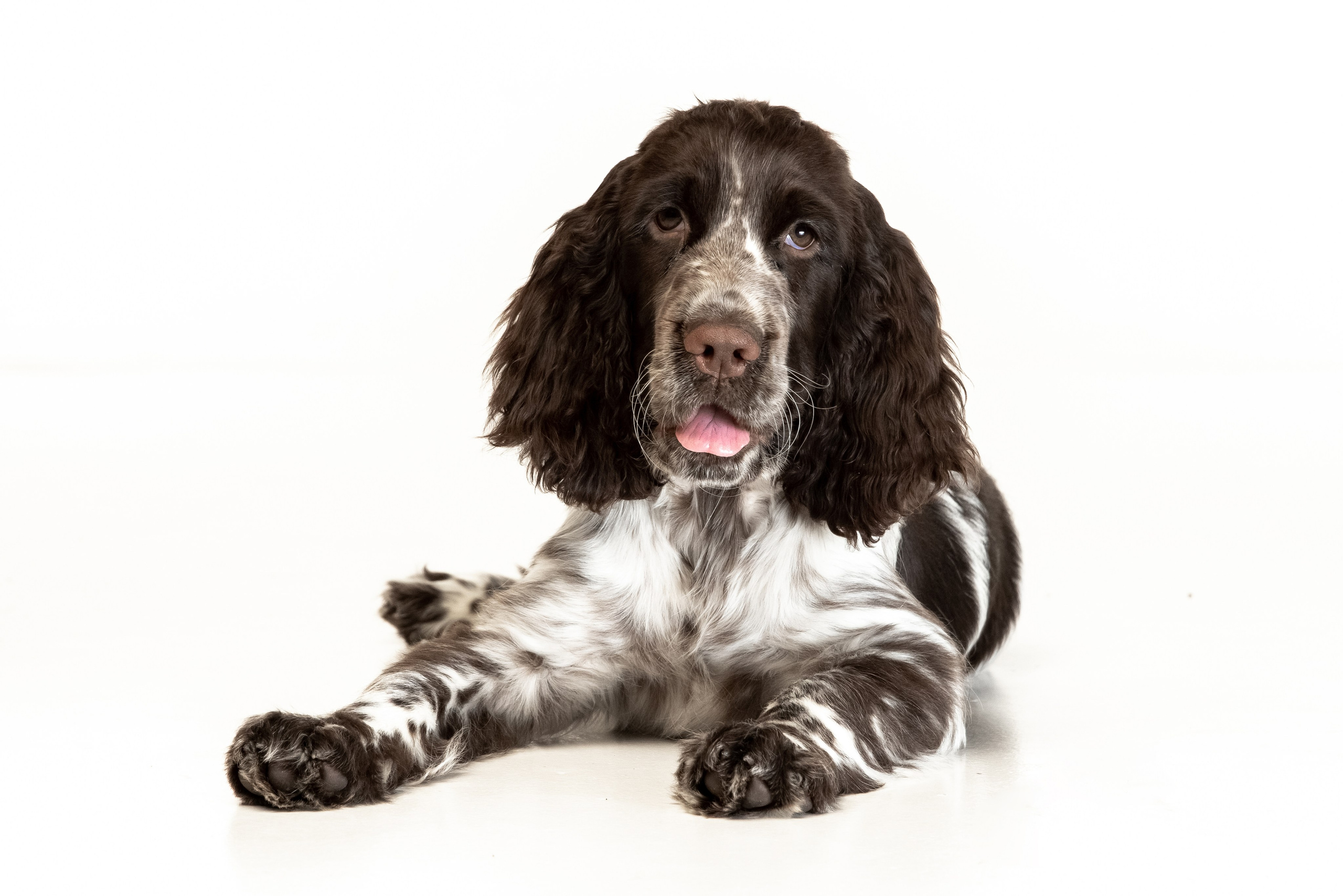 English Springer Spaniel female show movement