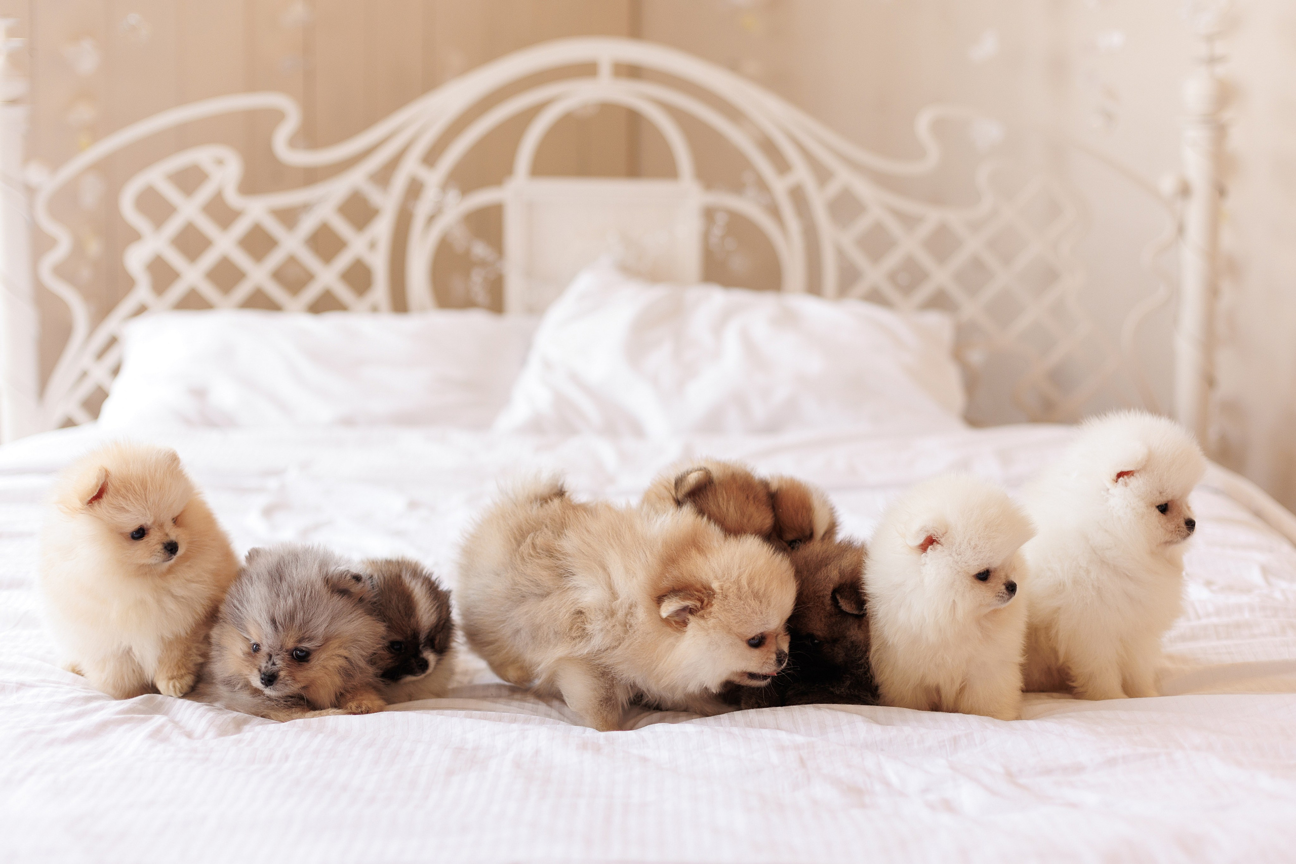 Pomeranian puppies. Семейный фотограф в Кишинёве Пулькина Ольга