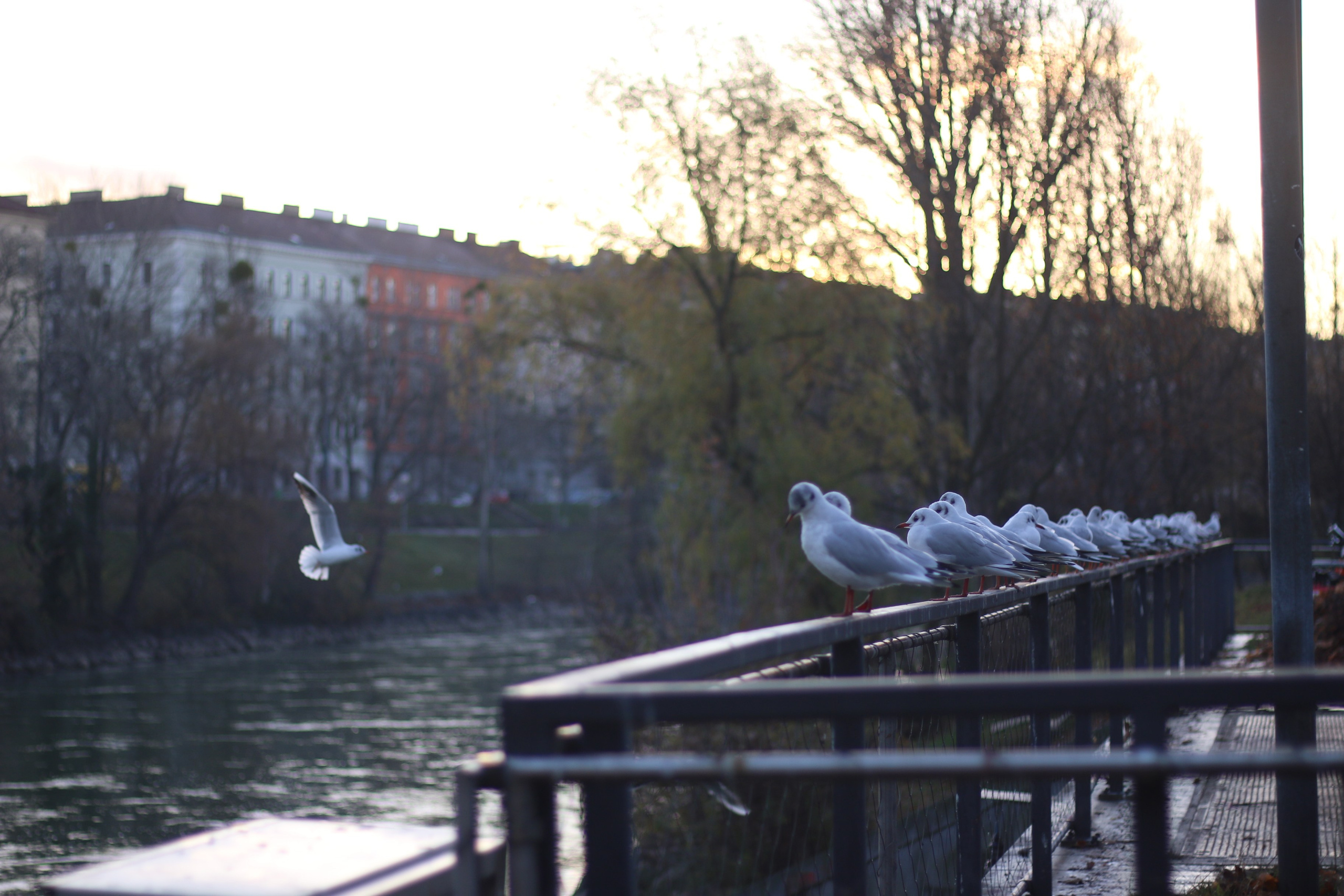 Vienna, Dec.19. Kseny Kolesnik Photography