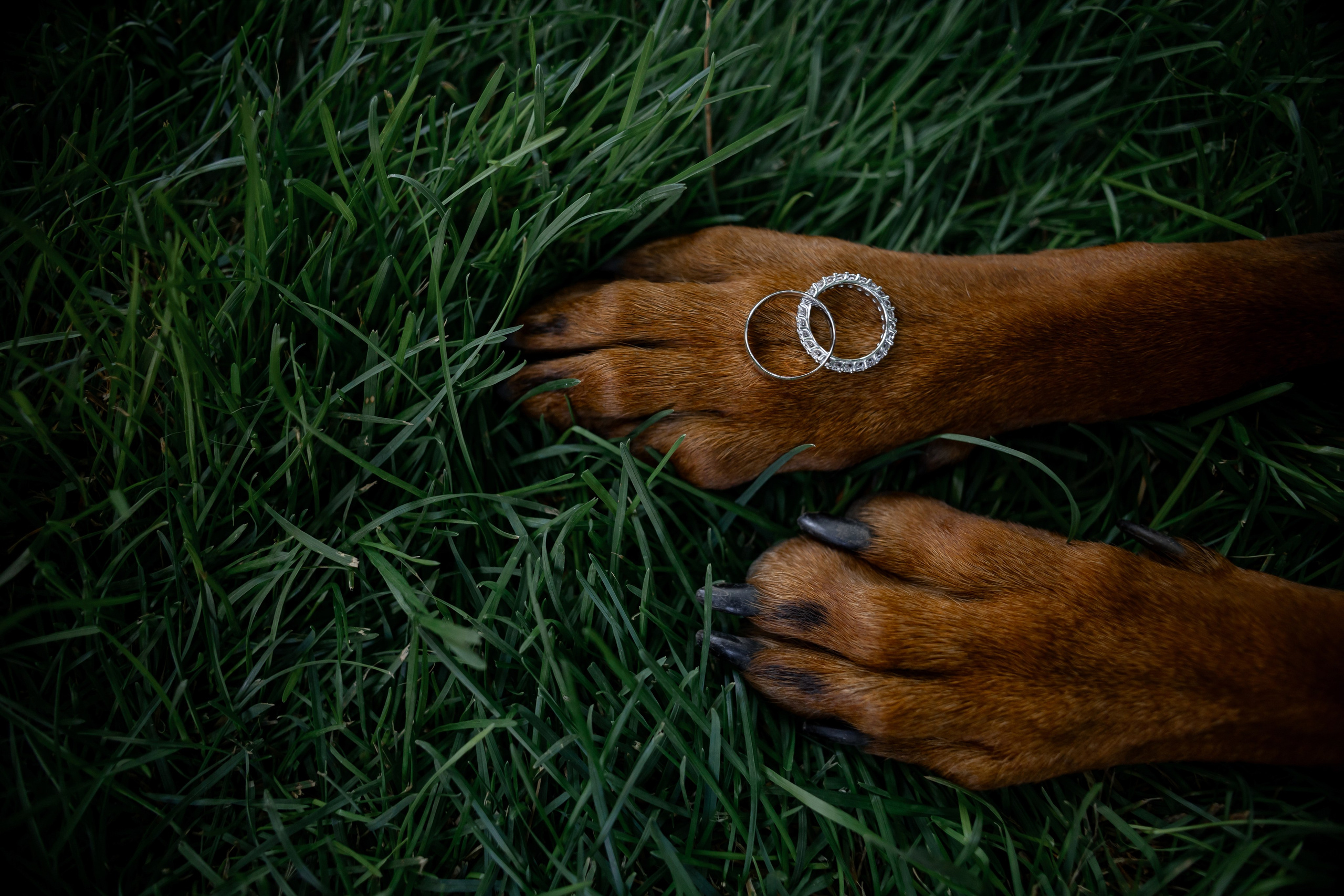 Діана & Влад. Весільний та сімейний фотограф Одеса