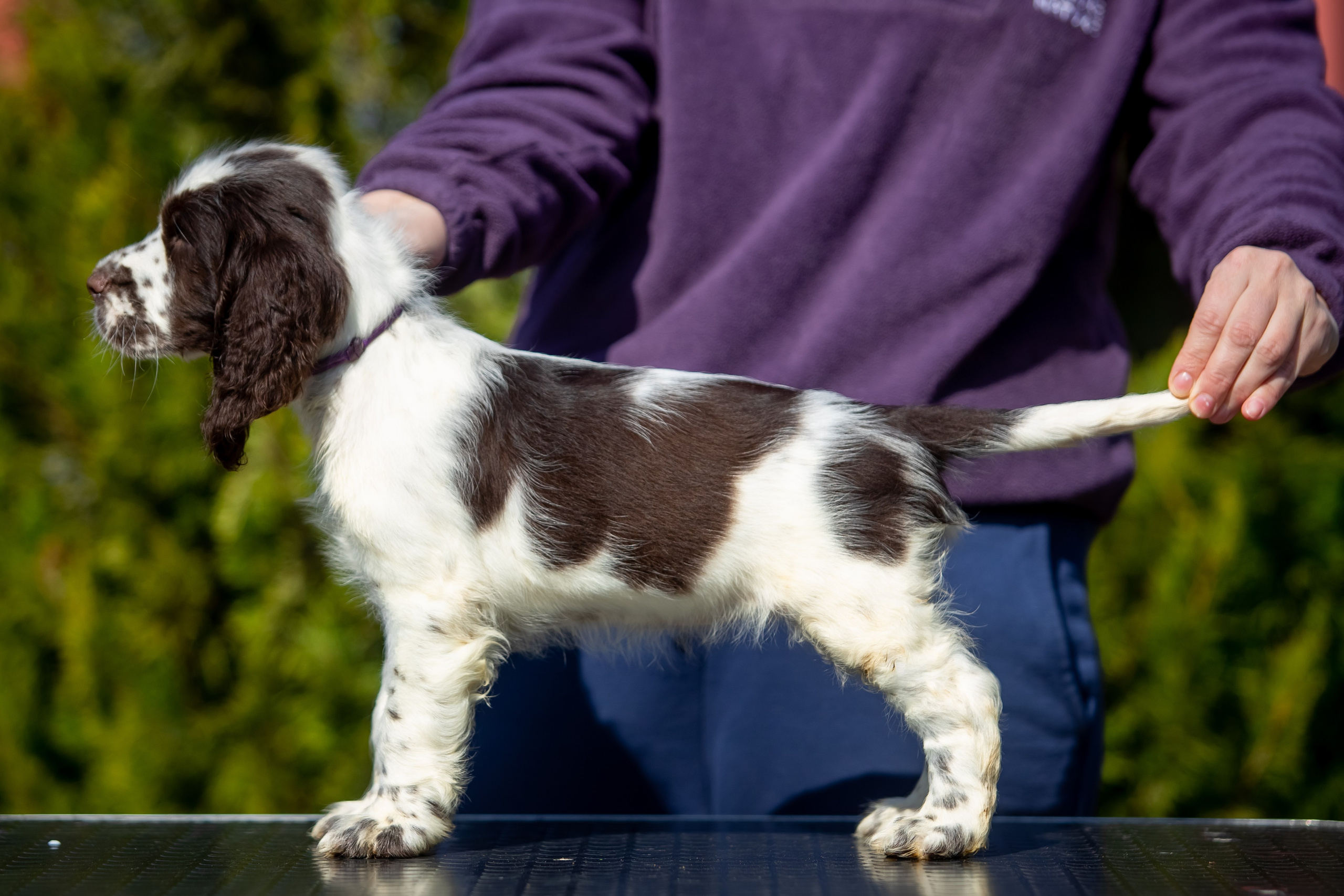 Female — Purple collar💜. Website of the titled stud dog of the Springer Spaniel breed