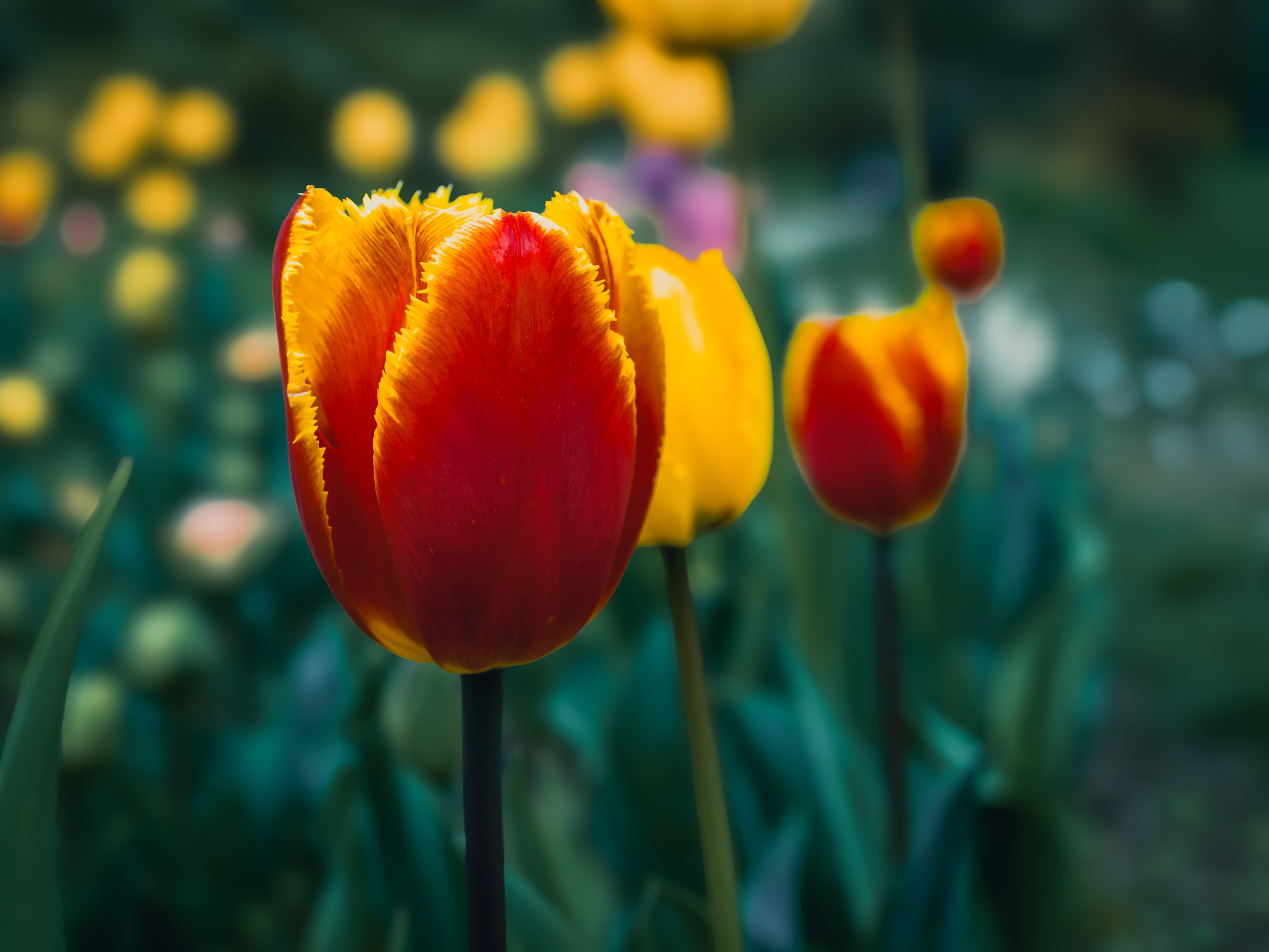 Portret bebeluș la botez realizat de Mitroi Iulian