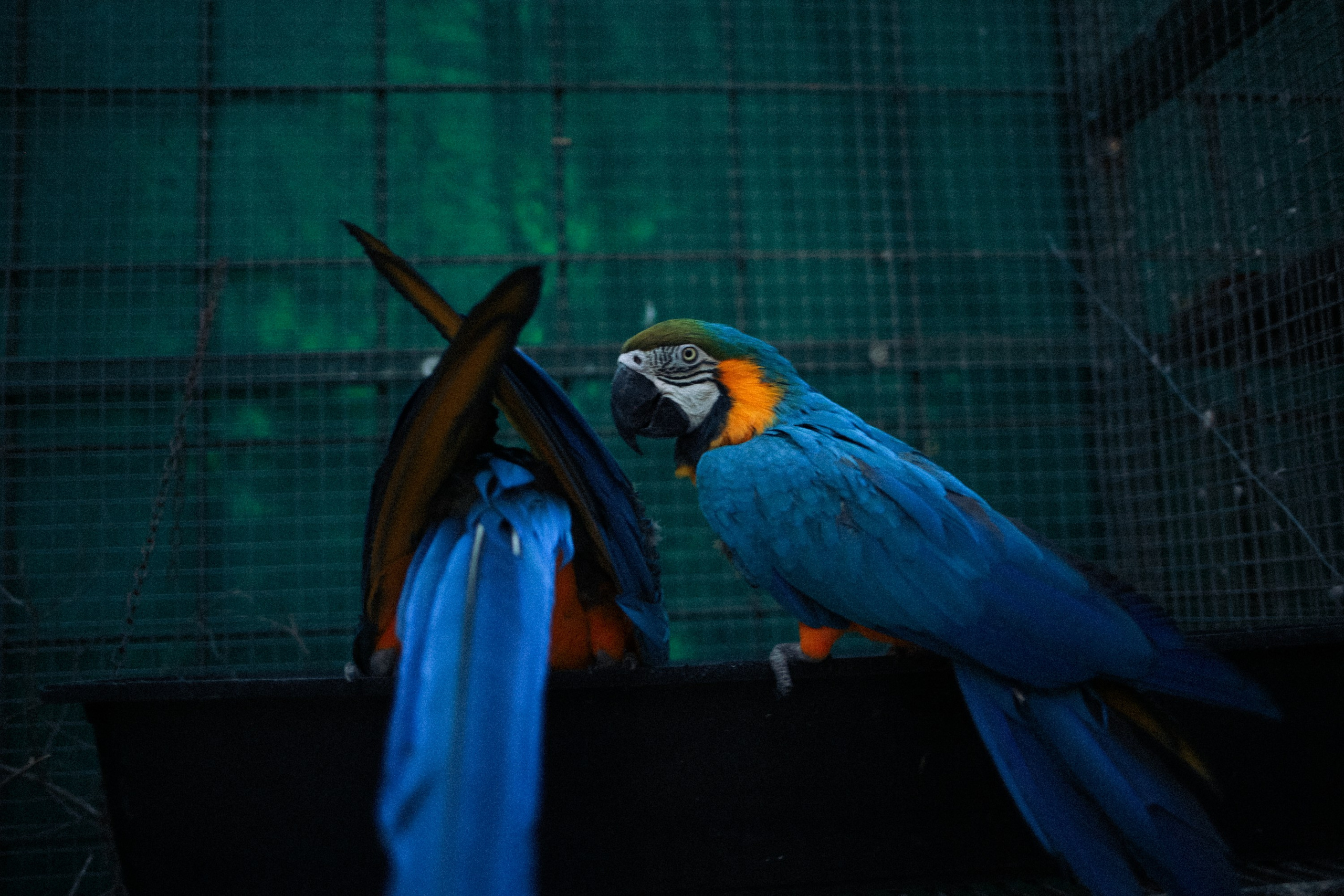 BIRDS. Marina Kálcheva – Photographer & Visual Artist in Barcelona