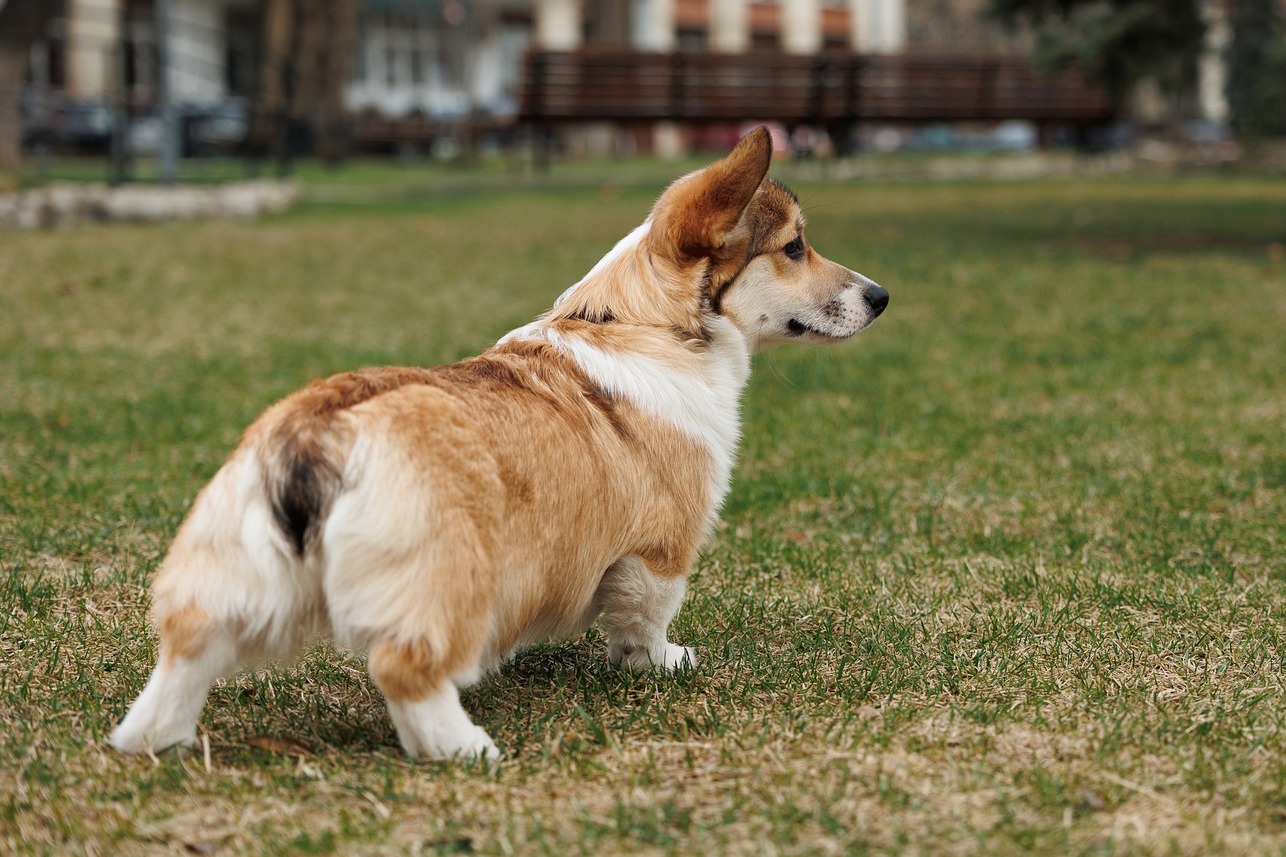 Welsh Corgi puppies. Семейный фотограф в Кишинёве Пулькина Ольга