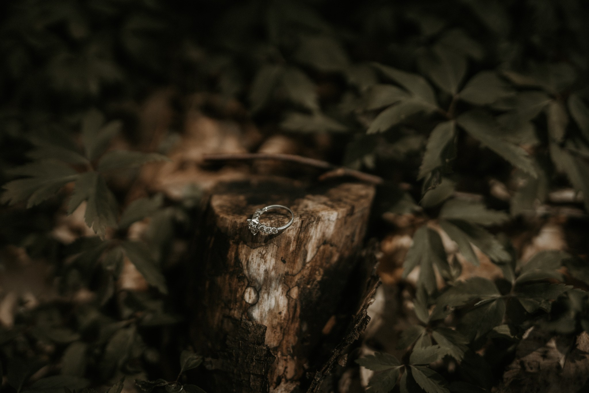 Save The Date — Monica & Danut | Polovragi